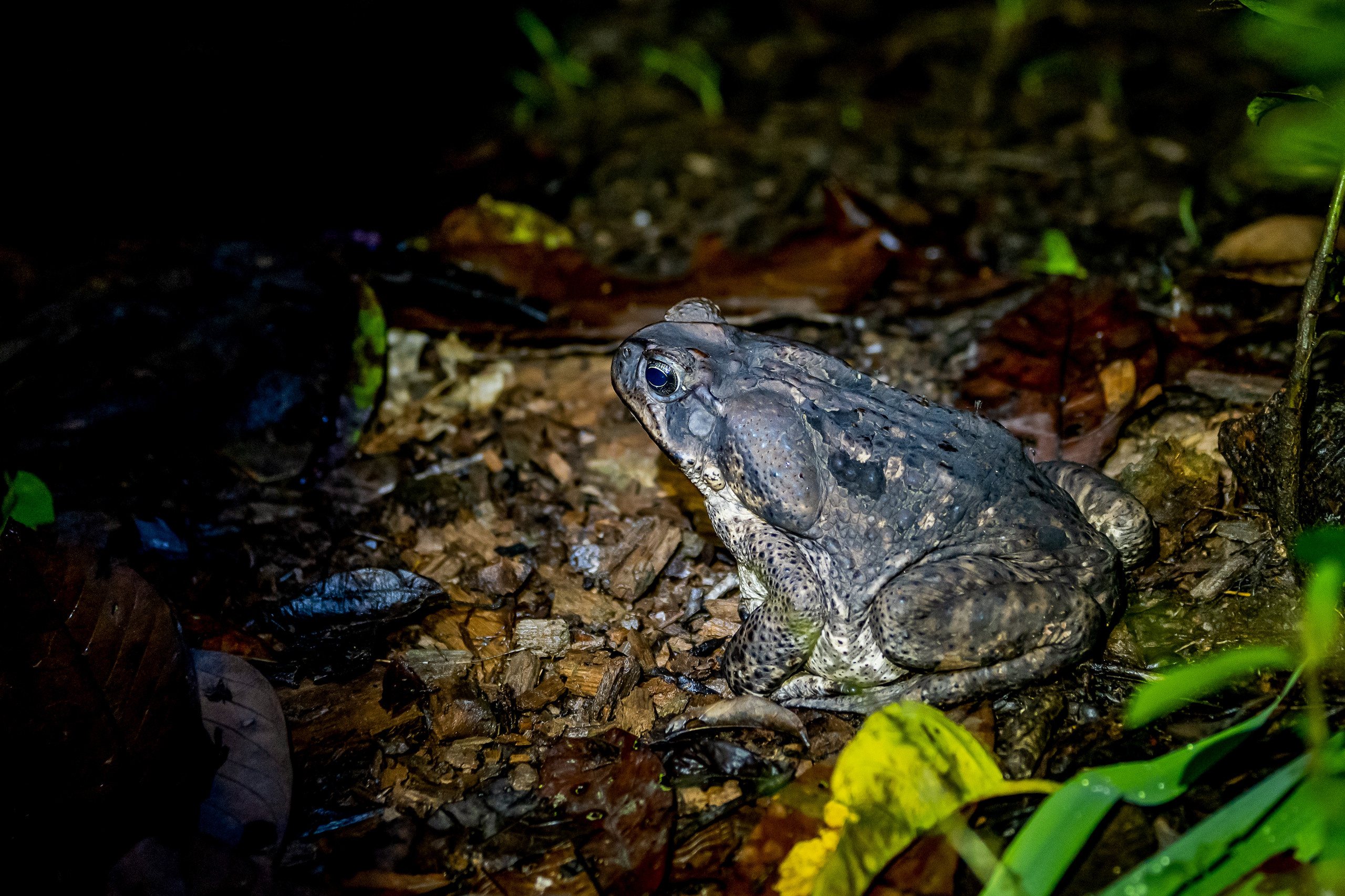 Амазонка, Амазония, Джунгли, Перу, Тропики, Тропический лес, Путешествие в Южную Америку, Путешествие в Перу, Туры на Амазонку