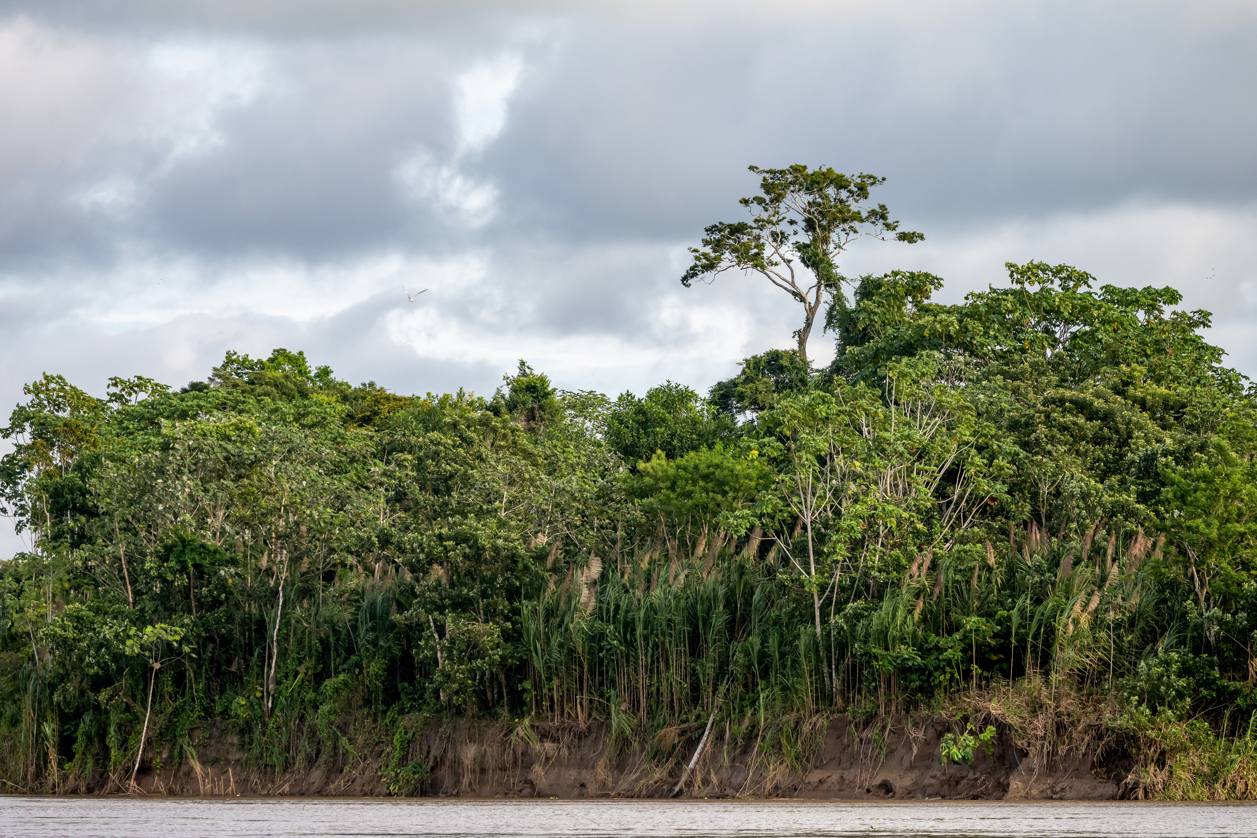 Амазония. Foto-Zuev фотография как искусство