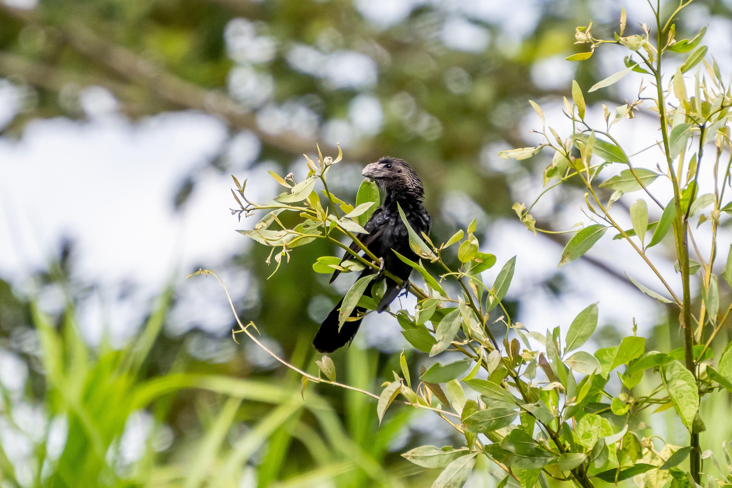 Амазония. Foto-Zuev фотография как искусство