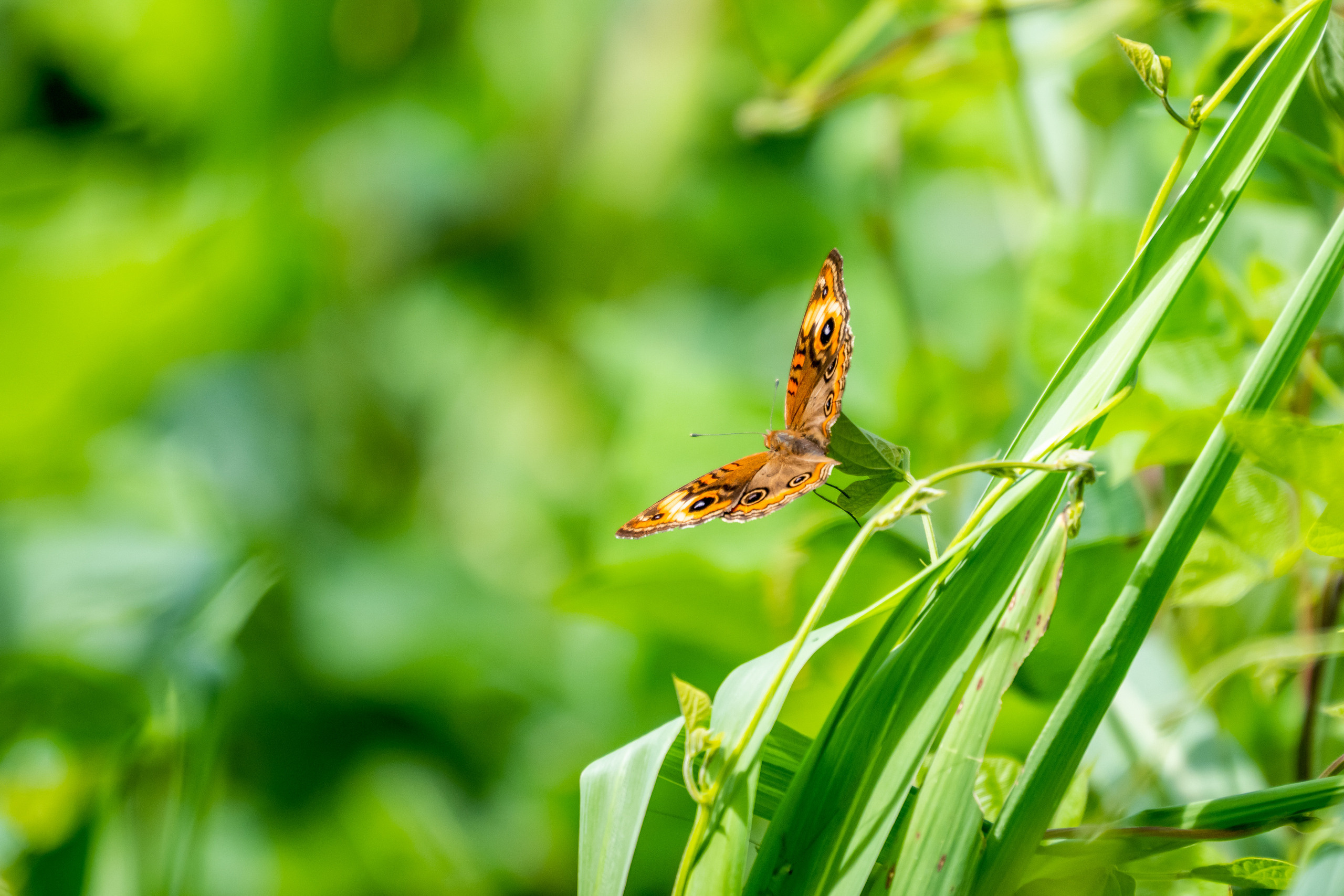 Амазония. Foto-Zuev фотография как искусство
