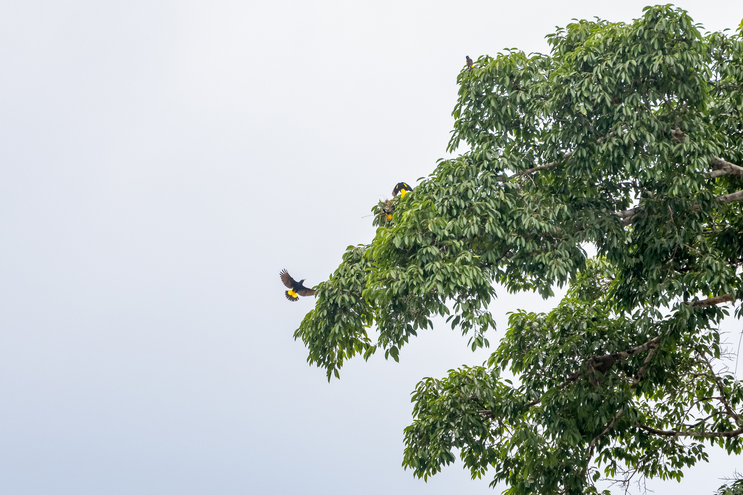 Амазония. Foto-Zuev фотография как искусство