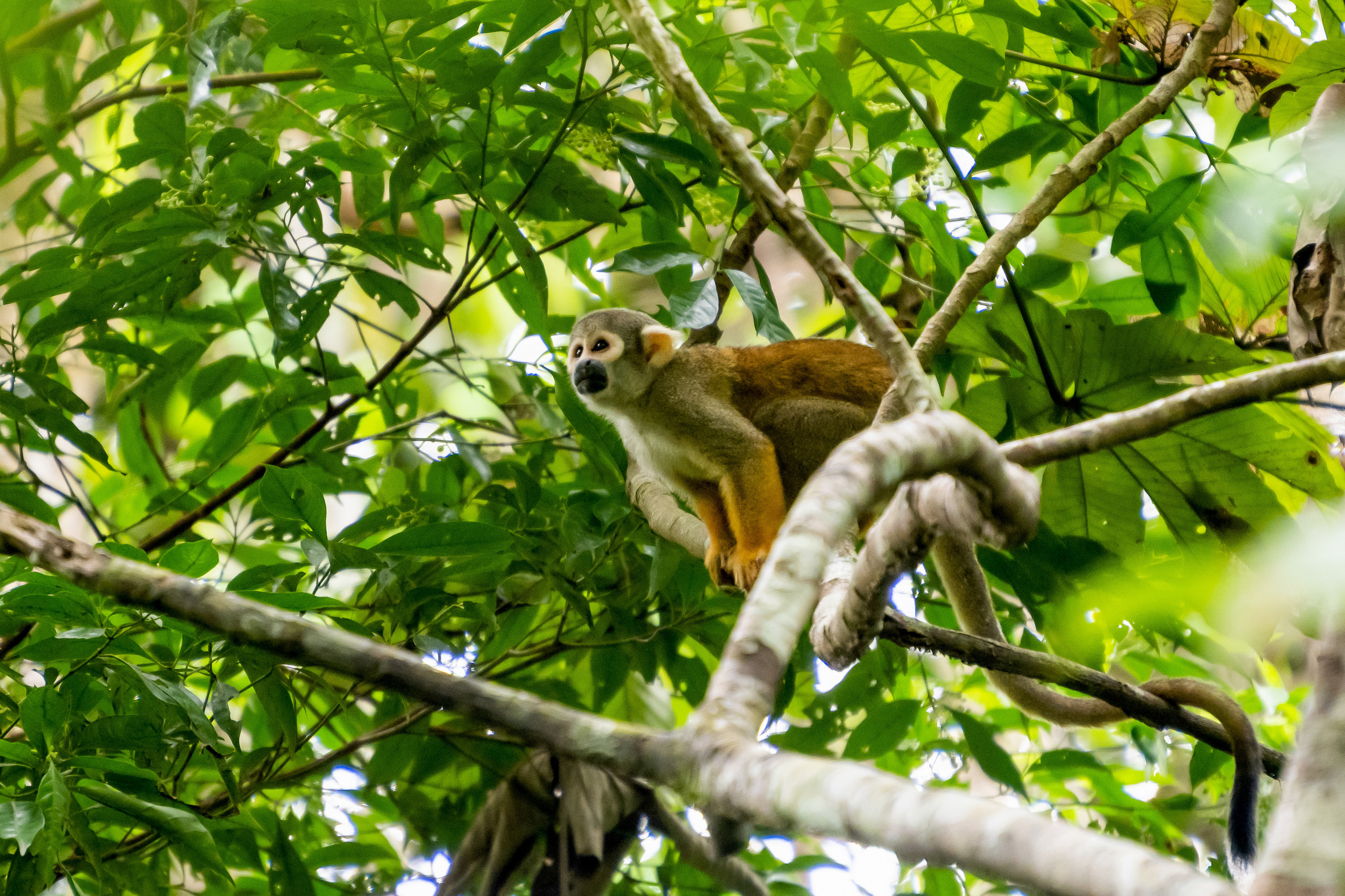 Амазония. Foto-Zuev фотография как искусство