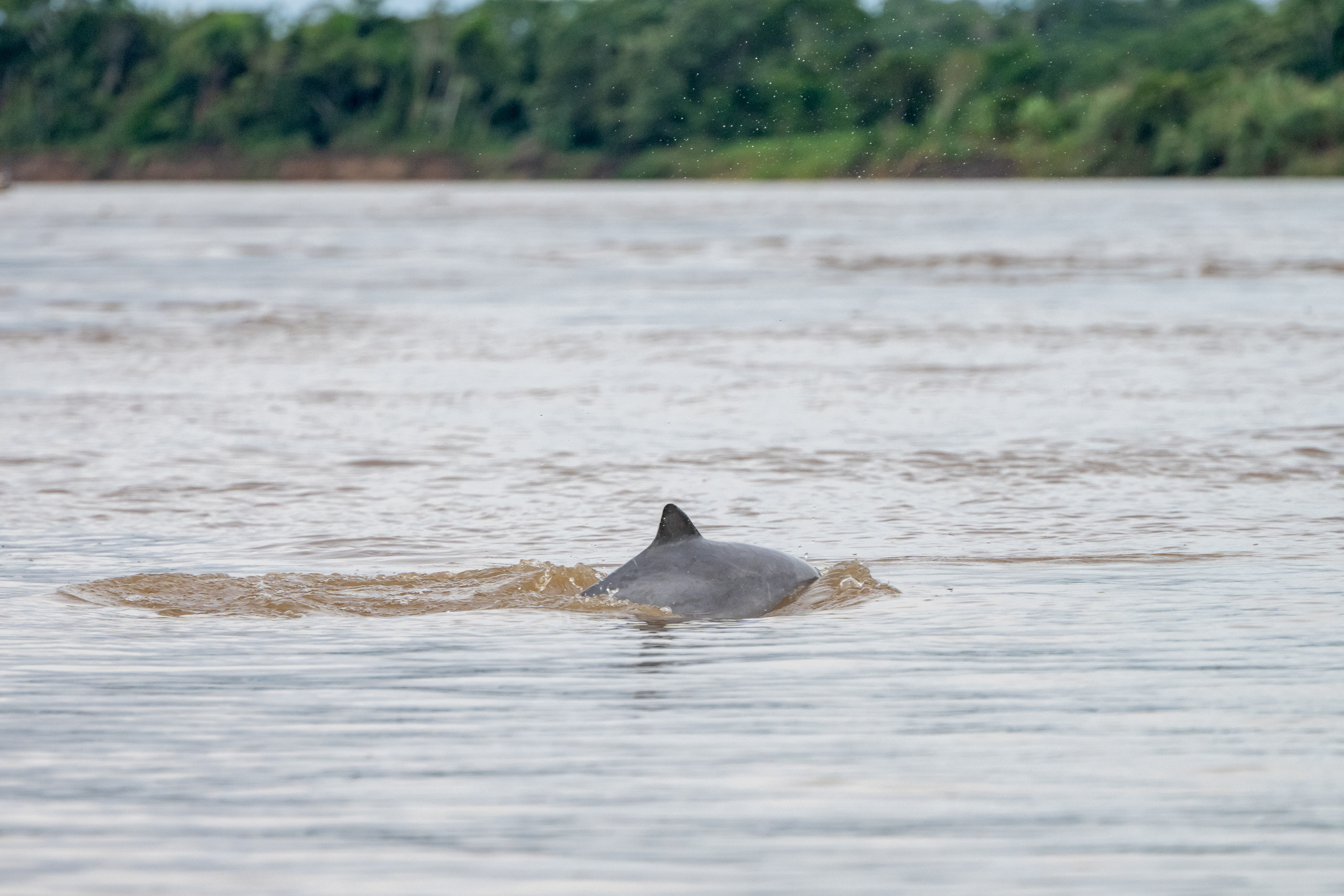 Амазонка, Амазония, Джунгли, Перу, Тропики, Тропический лес, Путешествие в Южную Америку, Путешествие в Перу, Туры на Амазонку