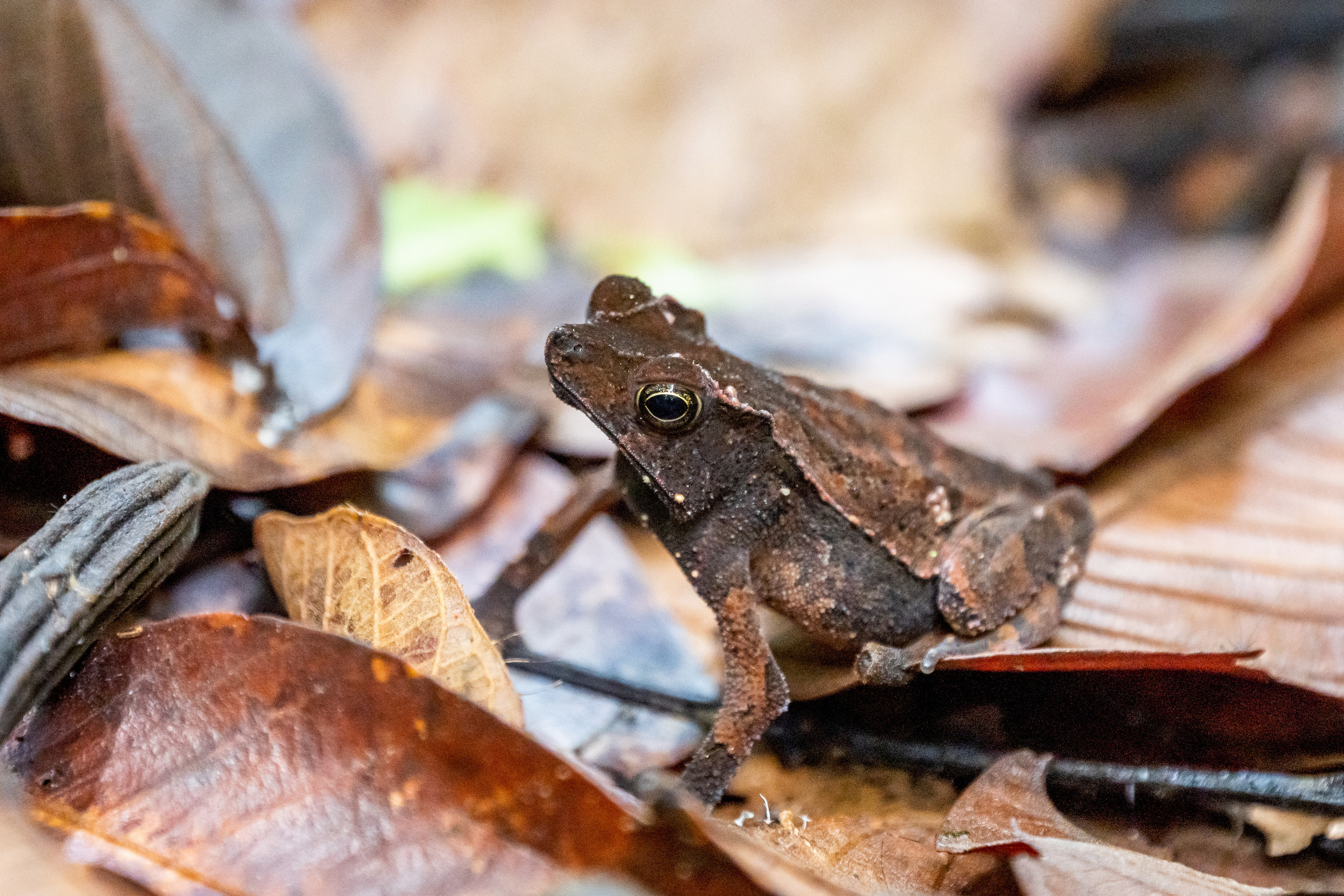 Амазония. Foto-Zuev фотография как искусство