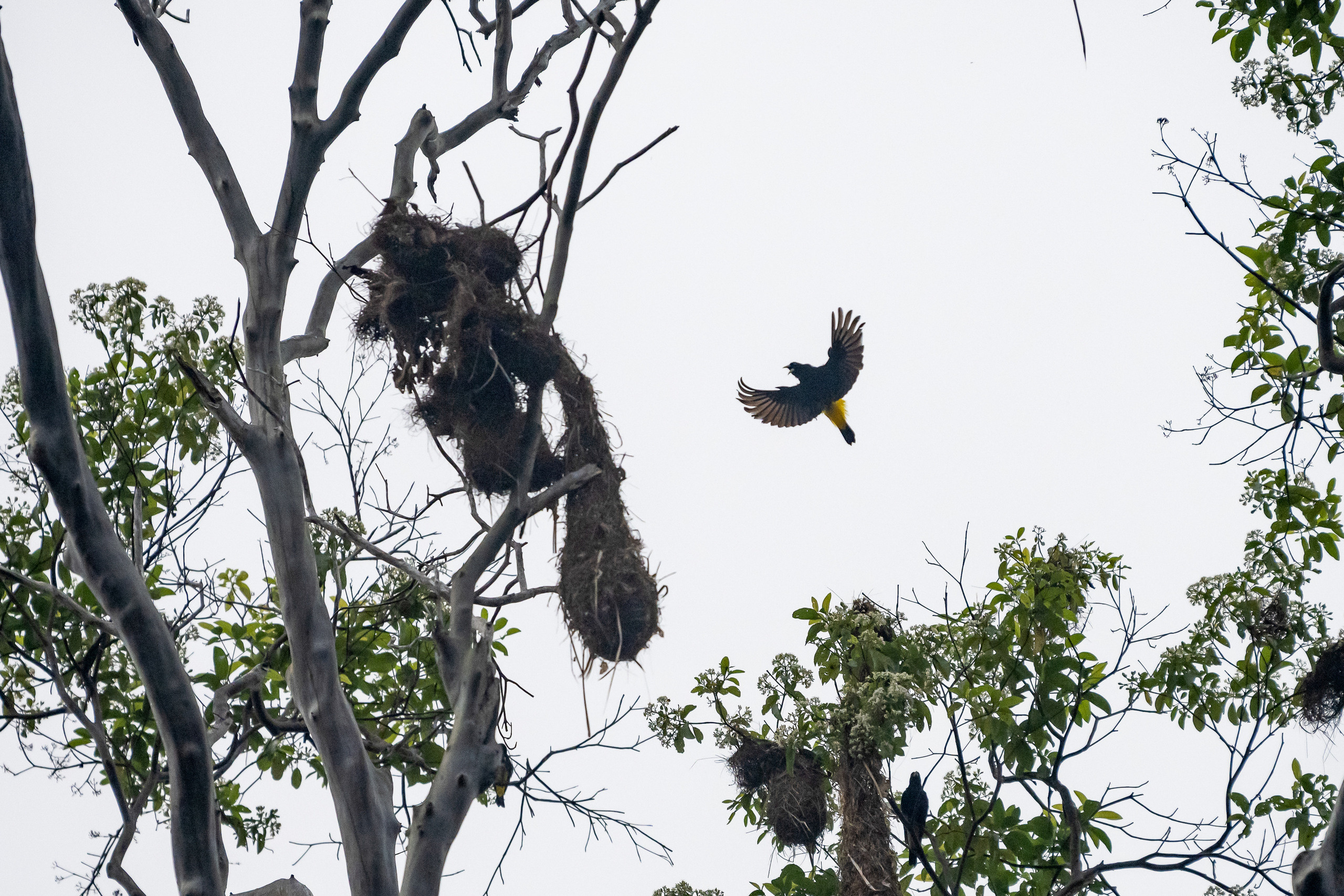 Амазония. Foto-Zuev фотография как искусство