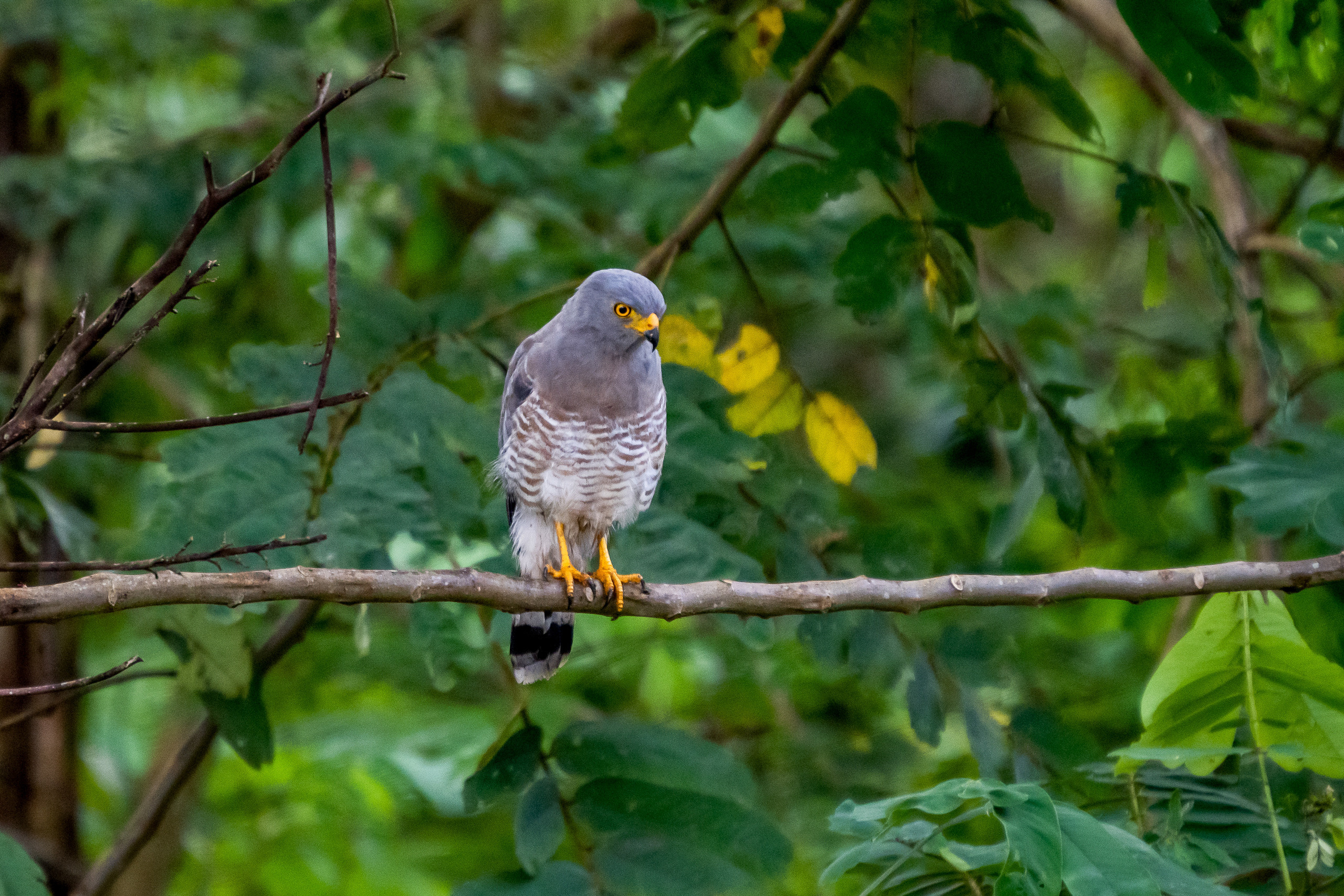 Амазония. Foto-Zuev фотография как искусство