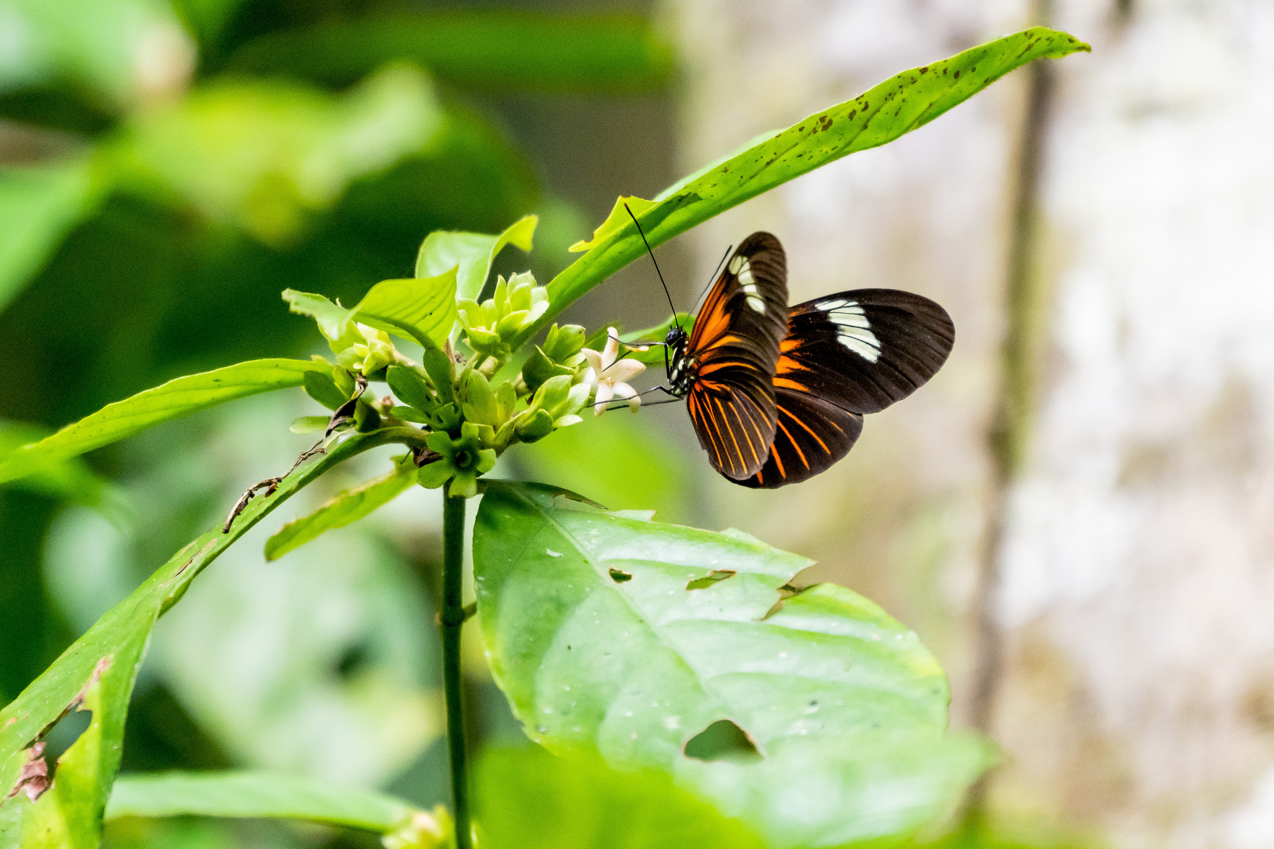 Амазония. Foto-Zuev фотография как искусство