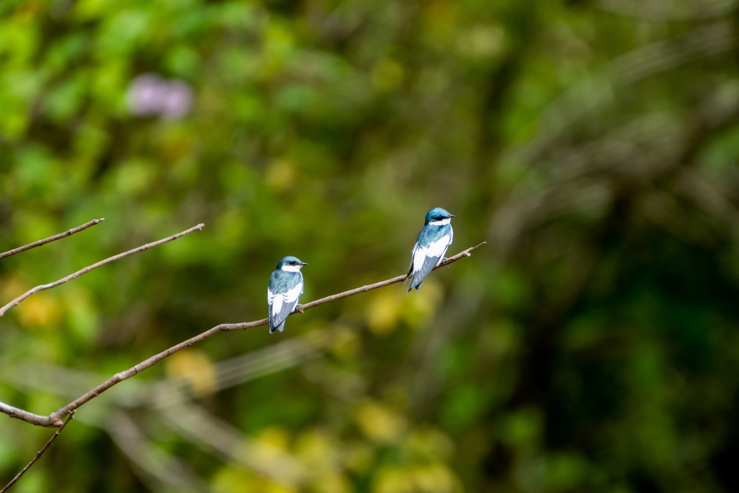 Амазония. Foto-Zuev фотография как искусство