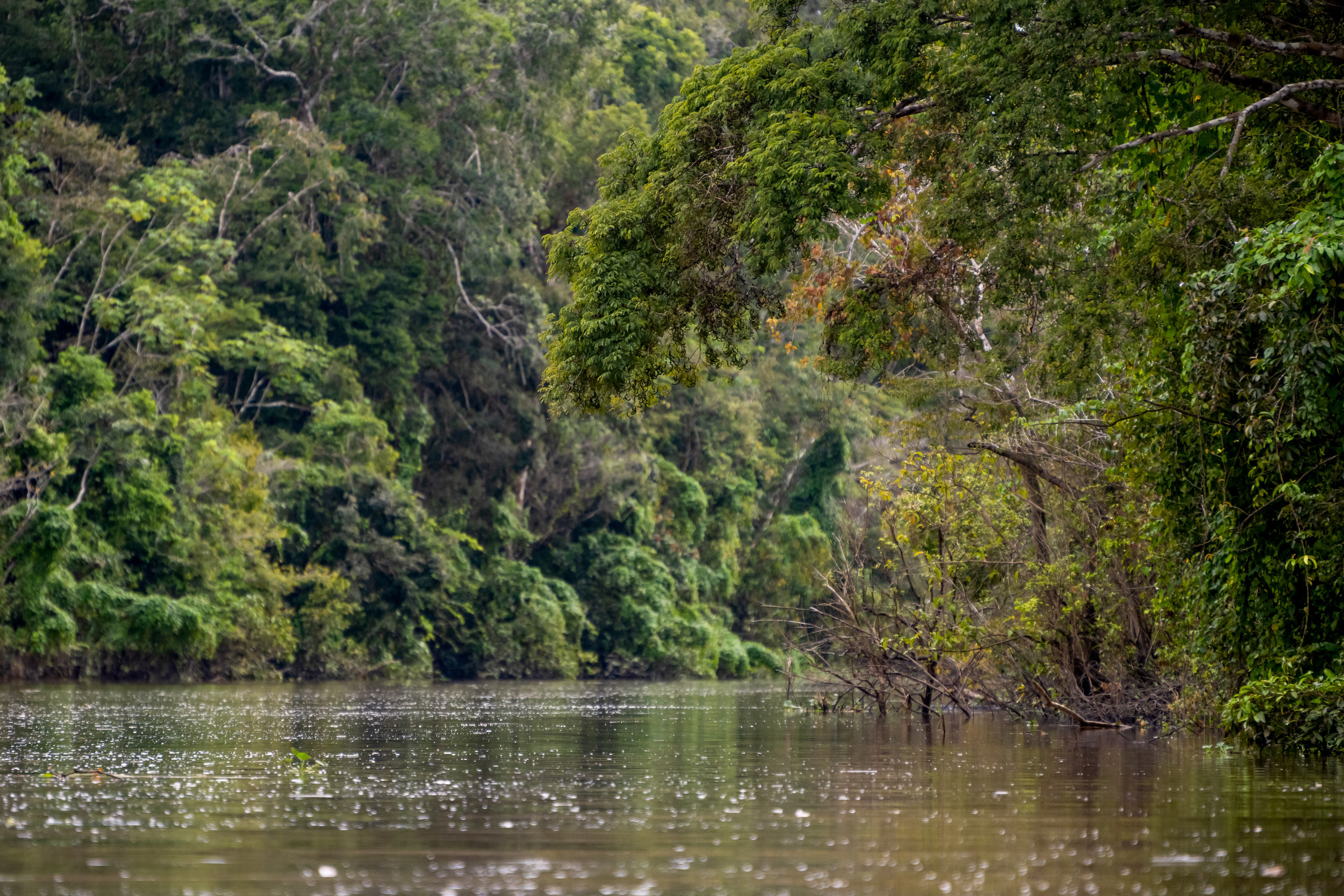 Амазония. Foto-Zuev фотография как искусство