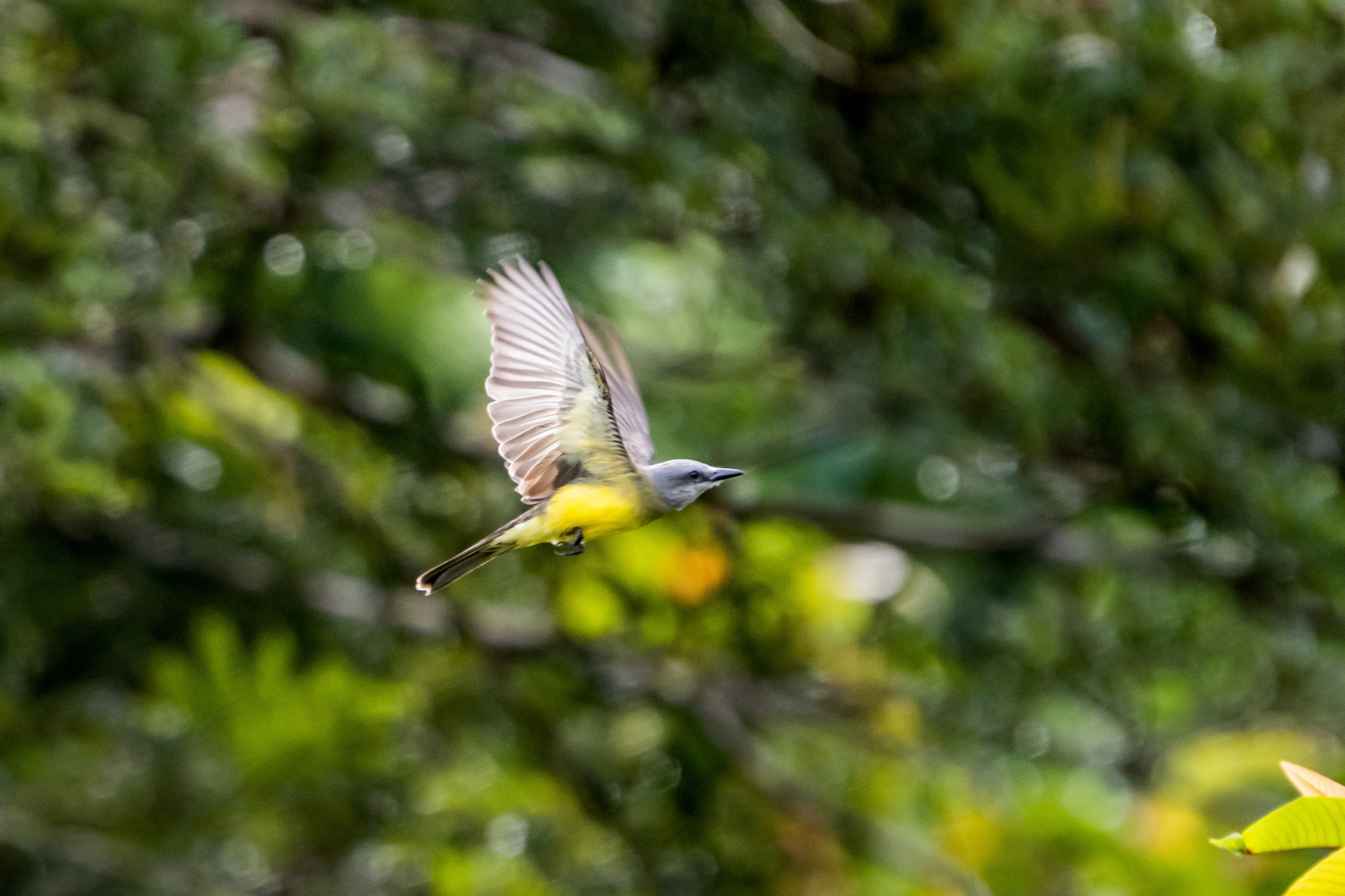 Амазония. Foto-Zuev фотография как искусство