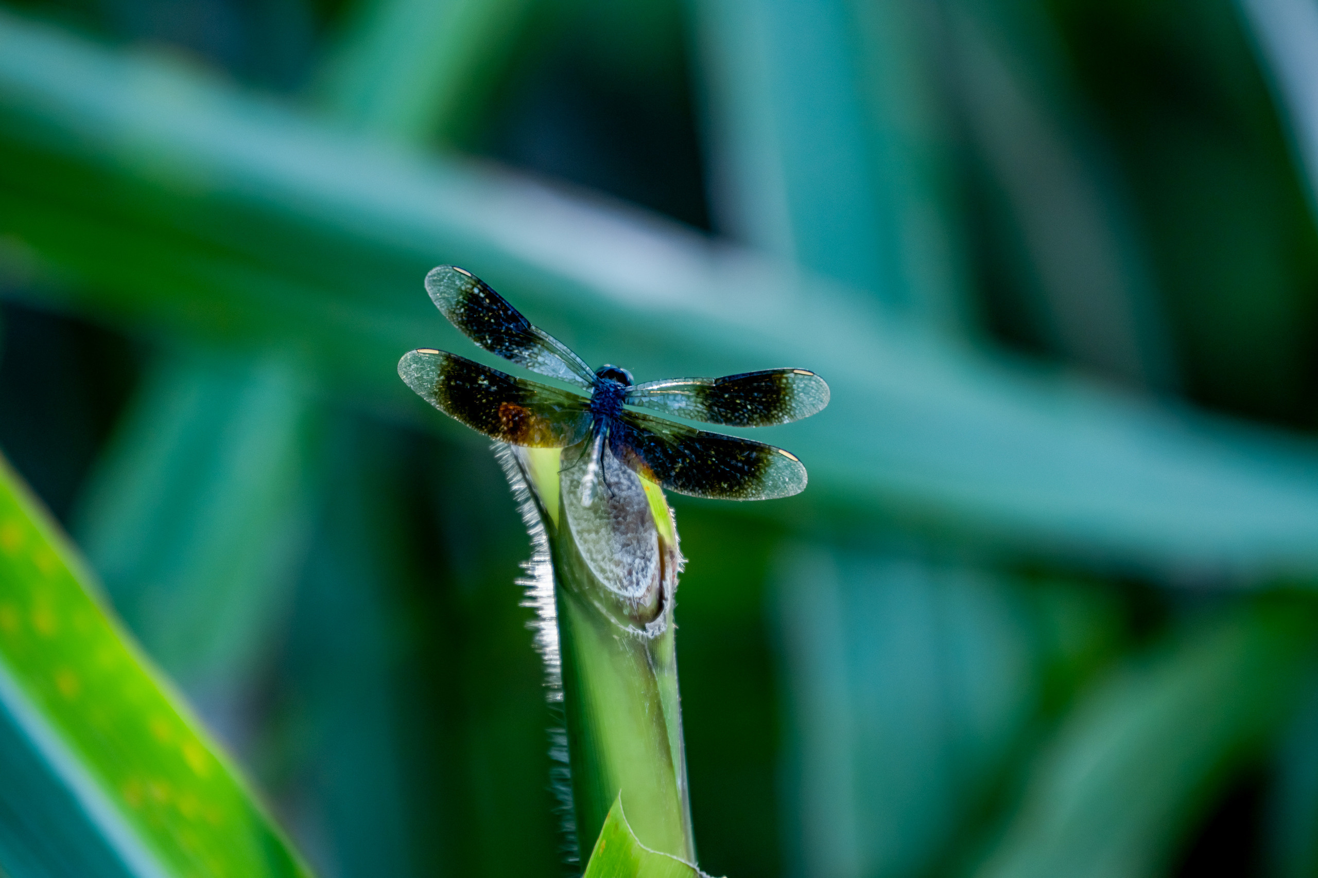 Амазония. Foto-Zuev фотография как искусство