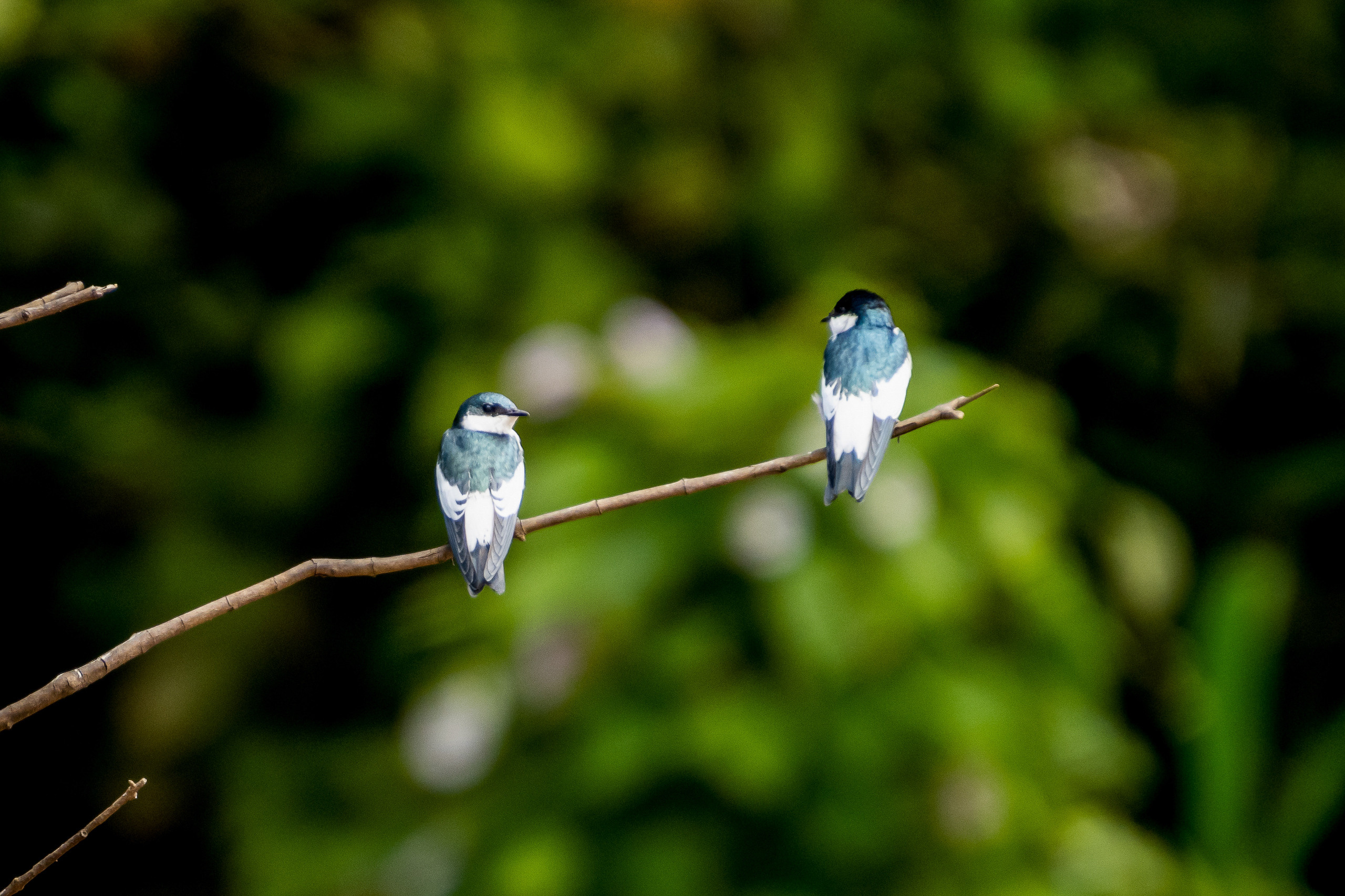 Амазония. Foto-Zuev фотография как искусство