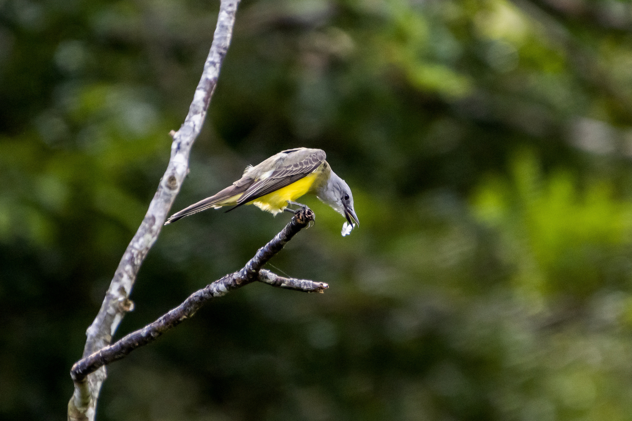 Амазония. Foto-Zuev фотография как искусство