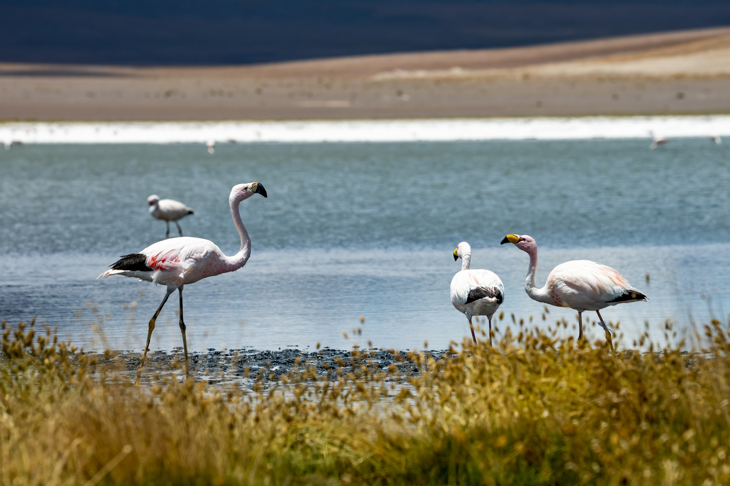Пейзажный фотограф, Фотографии дикой природы. Foto-Zuev фотография как искусство