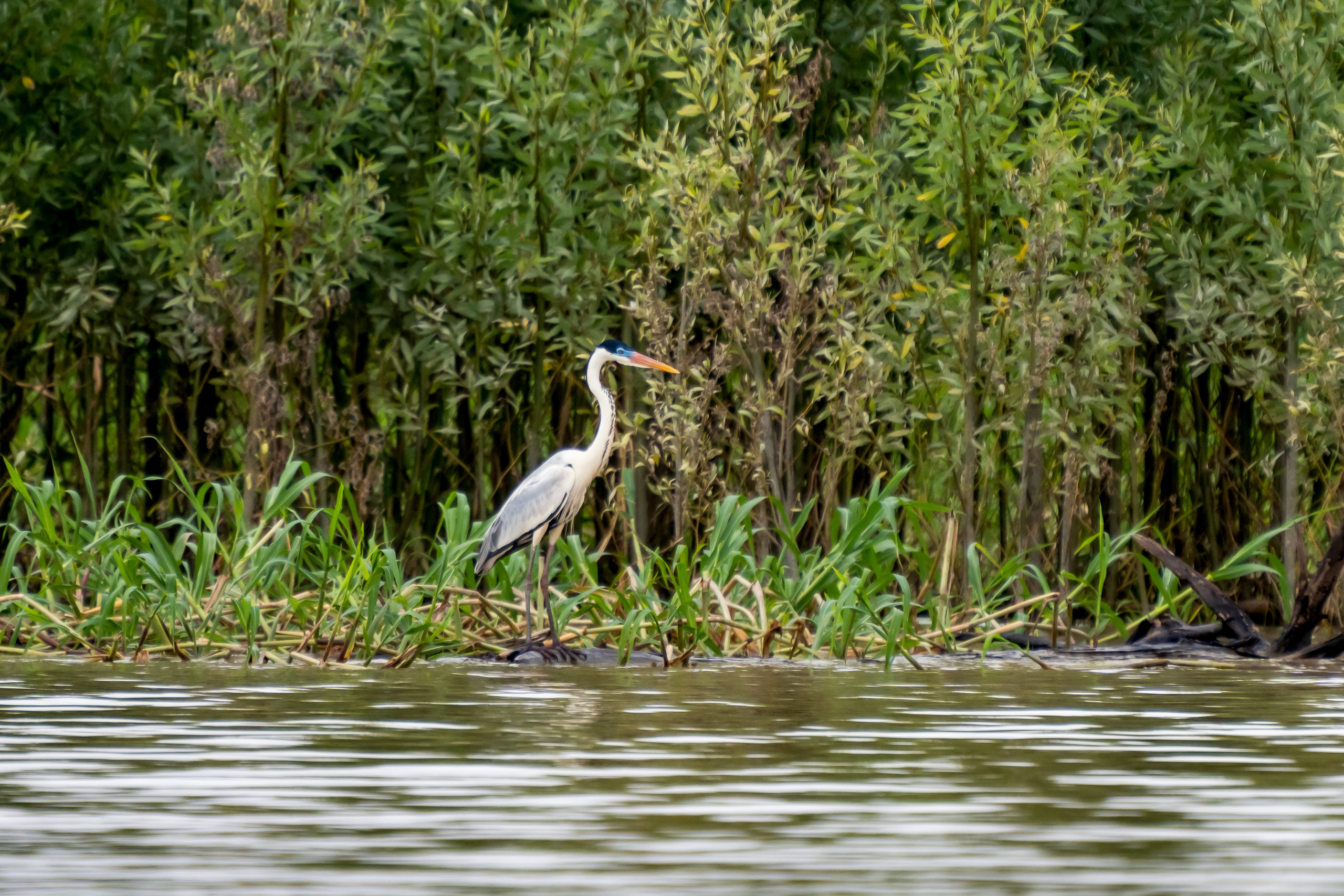 Амазонка, Амазония, Джунгли, Перу, Тропики, Тропический лес, Путешествие в Южную Америку, Путешествие в Перу, Туры на Амазонку
