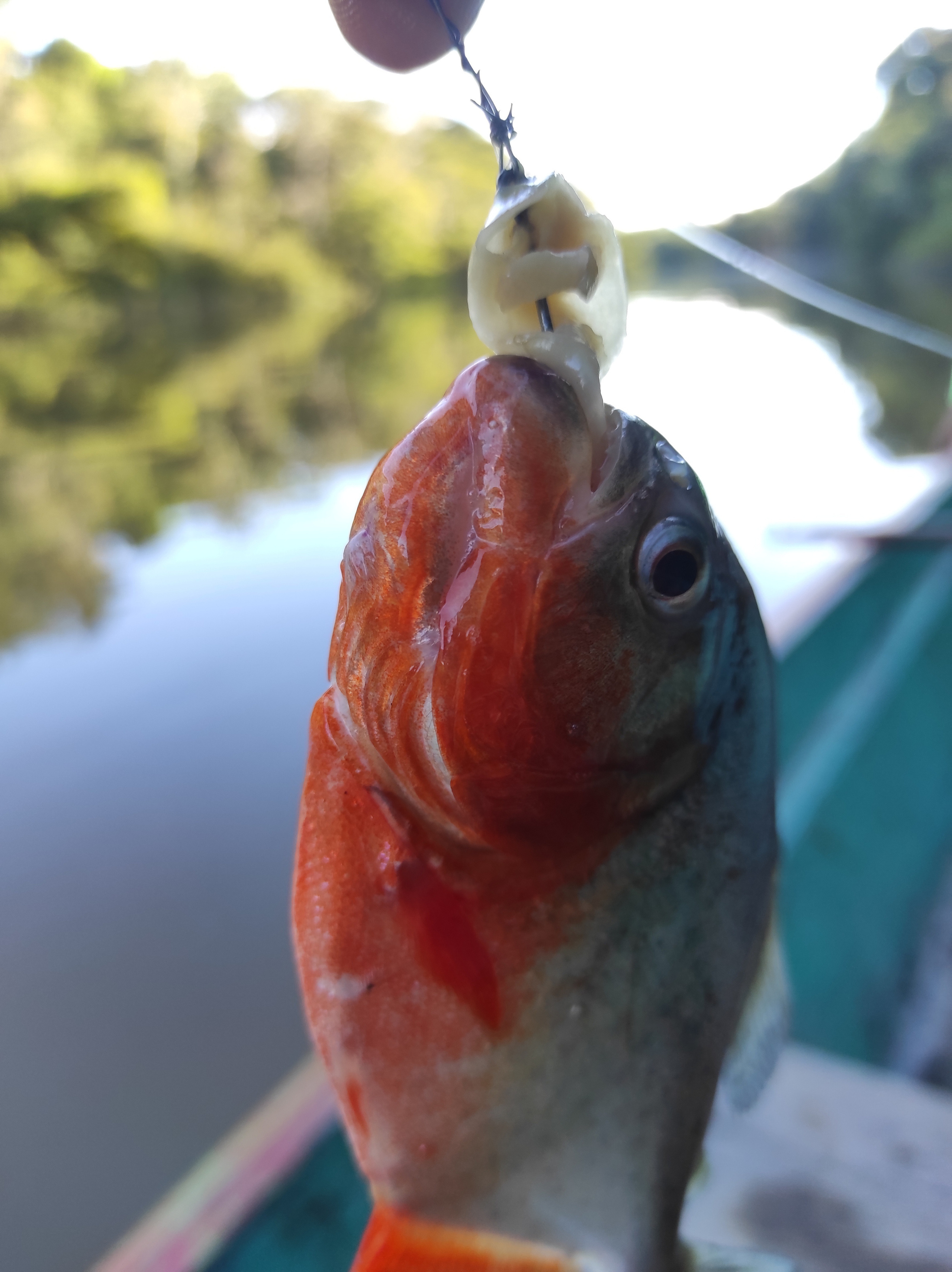 Амазонка. Foto-Zuev фотография как искусство