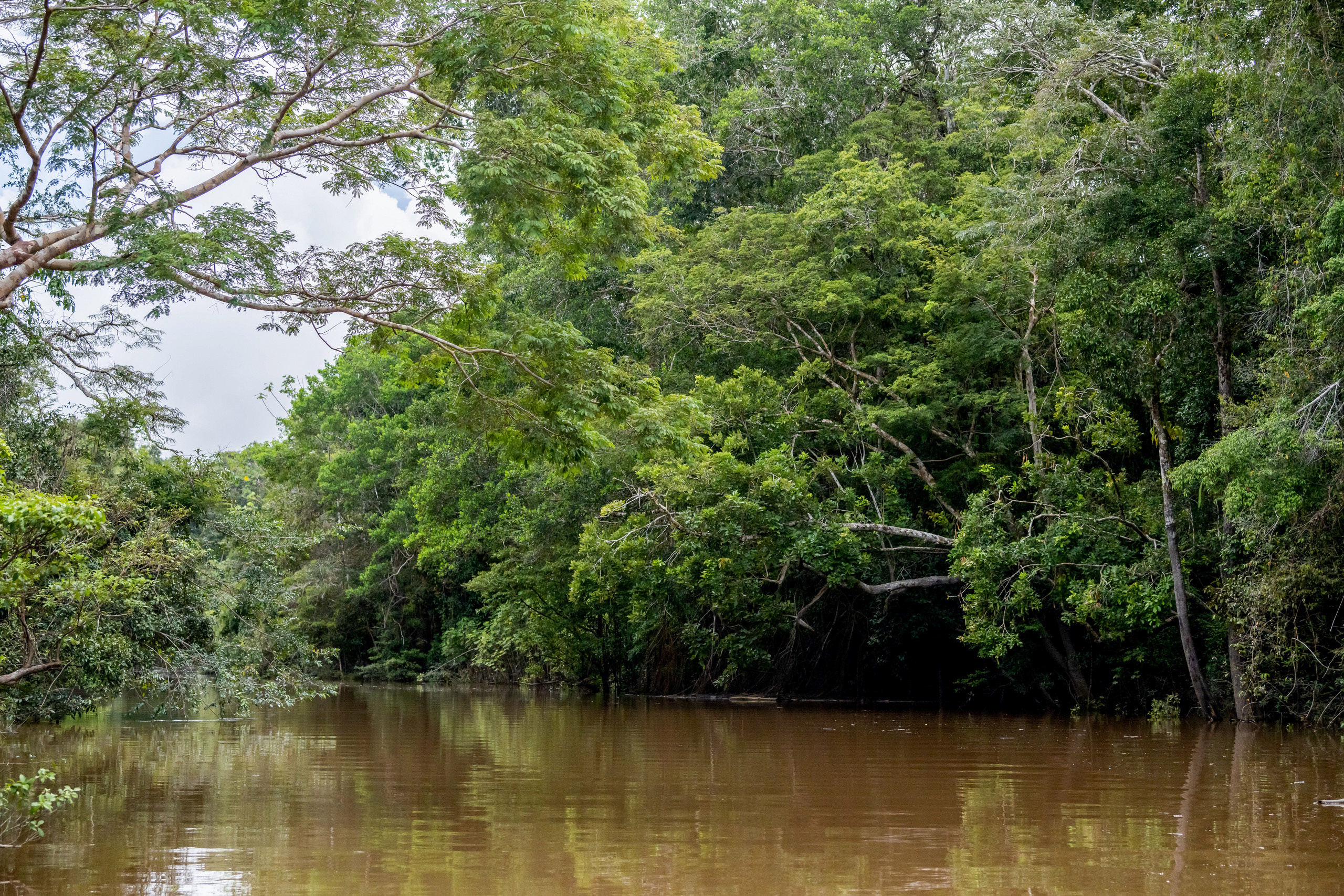 Амазония. Foto-Zuev фотография как искусство