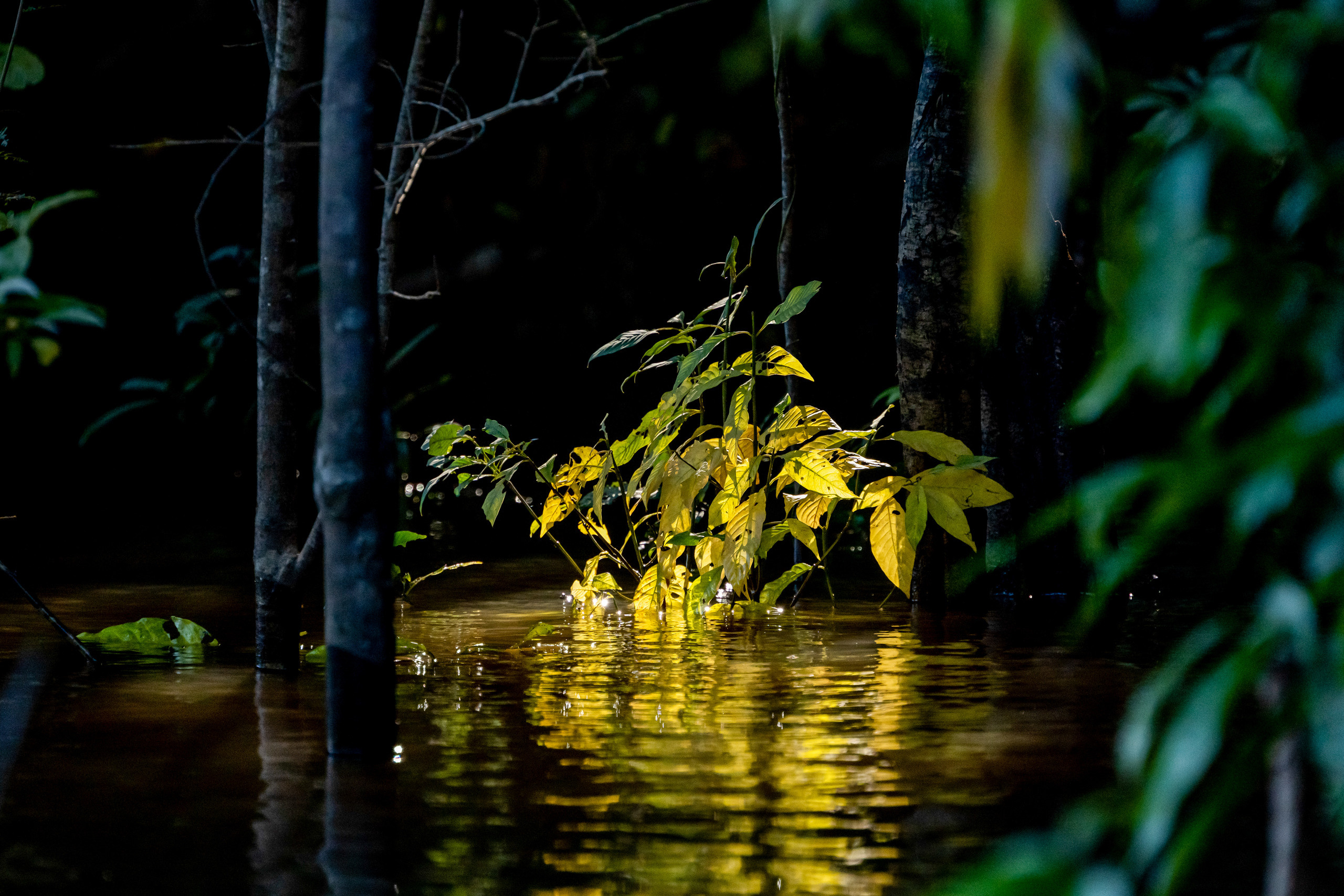 Амазония. Foto-Zuev фотография как искусство