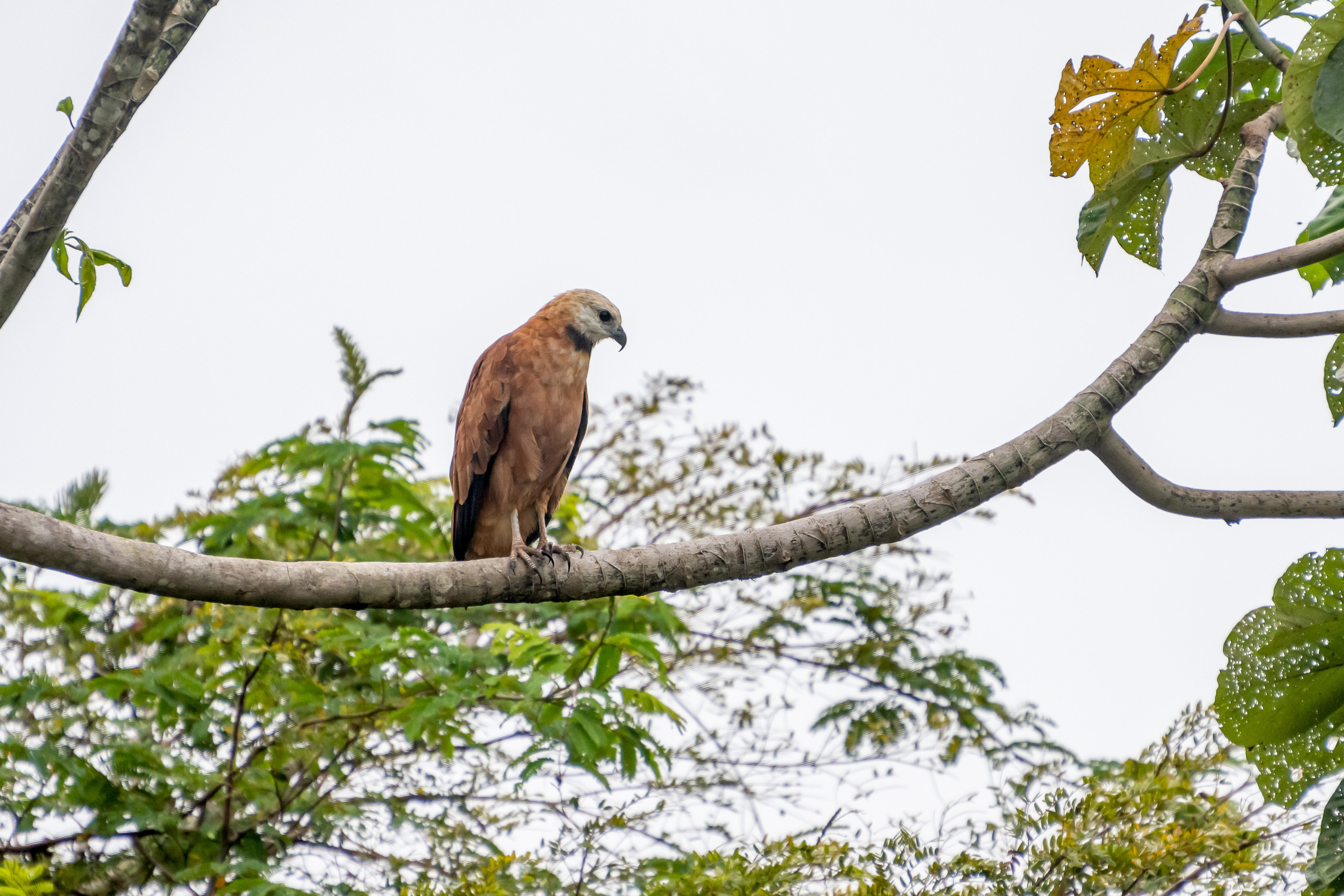 Амазония. Foto-Zuev фотография как искусство