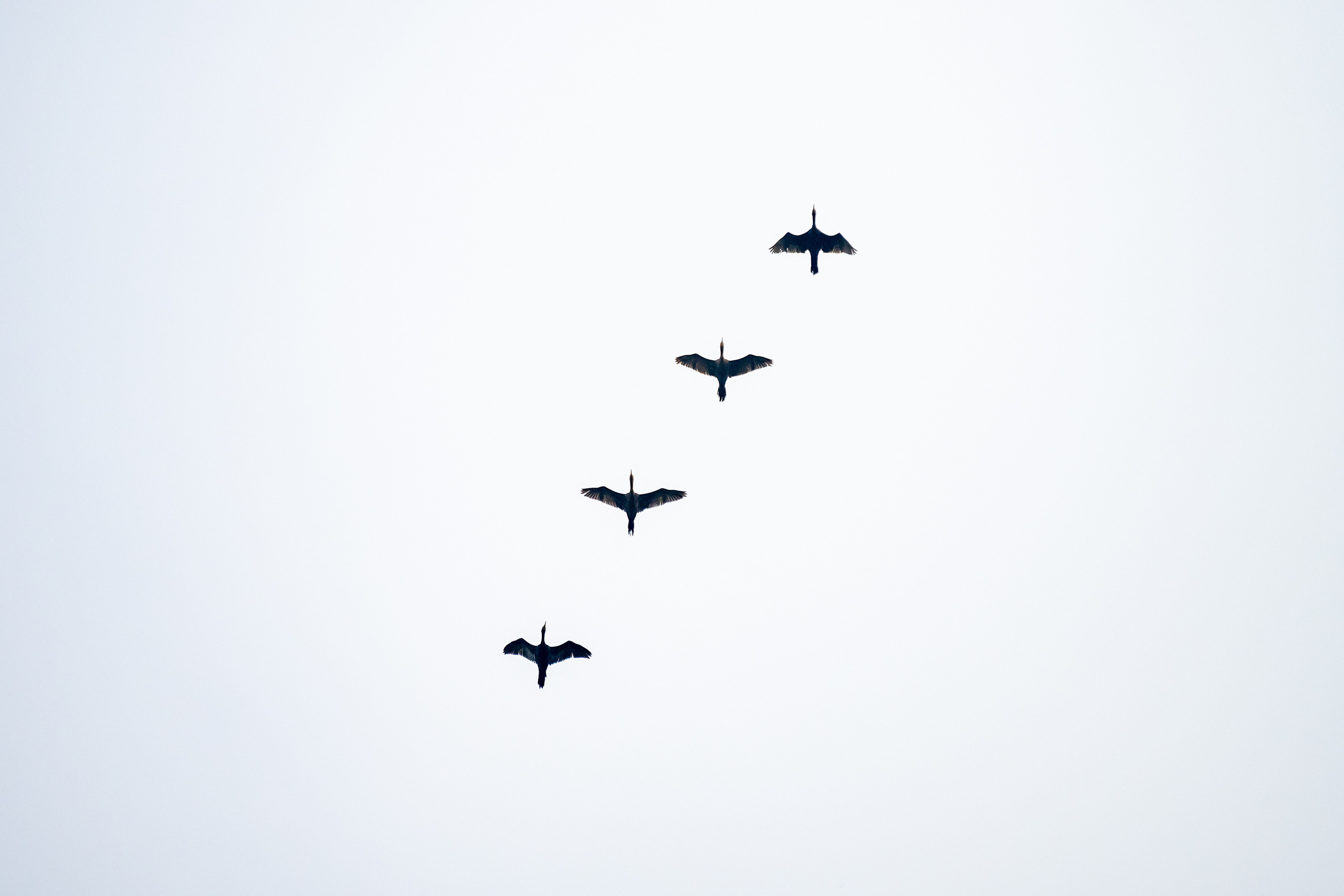 Амазония. Foto-Zuev фотография как искусство