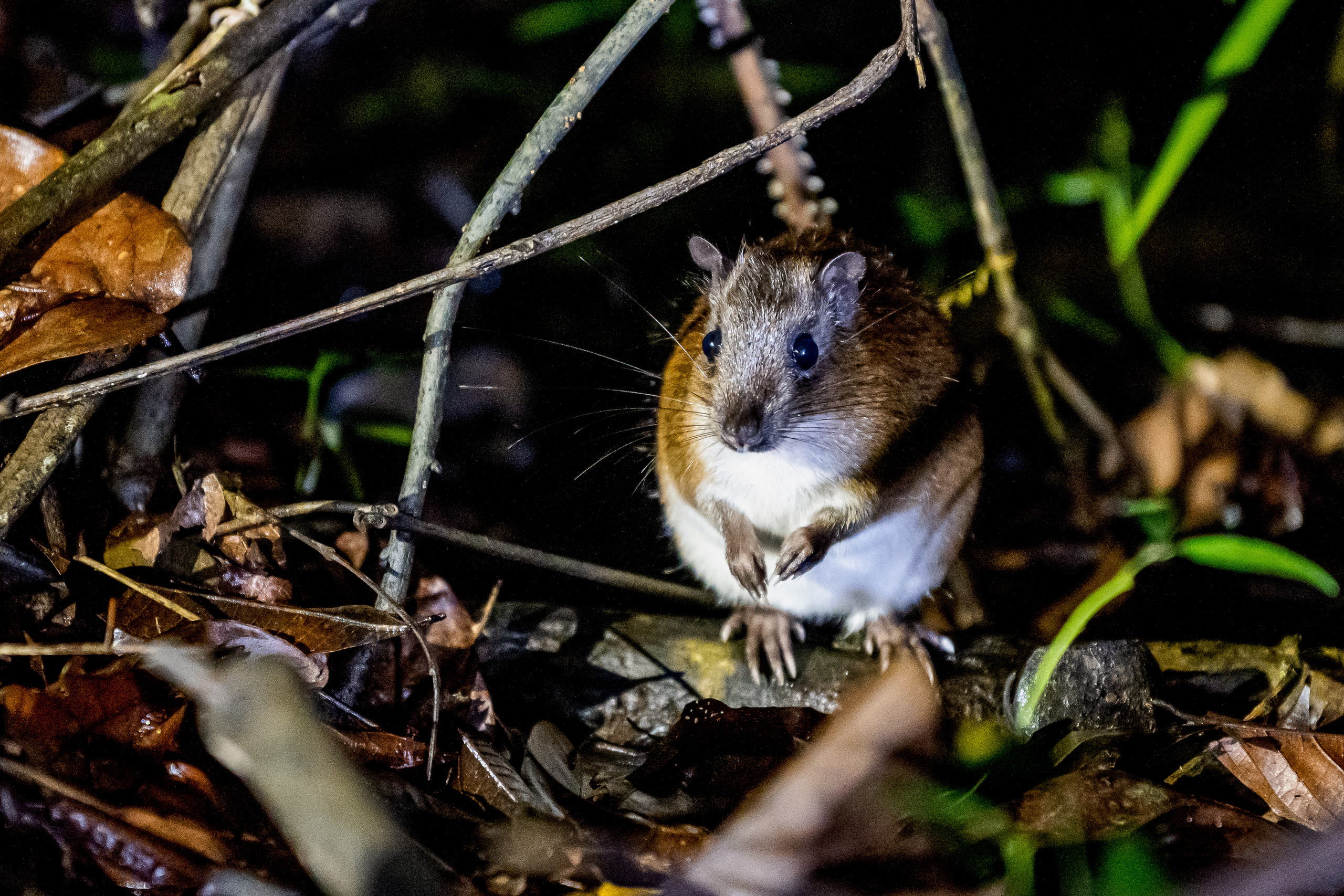 Амазонка, Амазония, Джунгли, Перу, Тропики, Тропический лес, Путешествие в Южную Америку, Путешествие в Перу, Туры на Амазонку