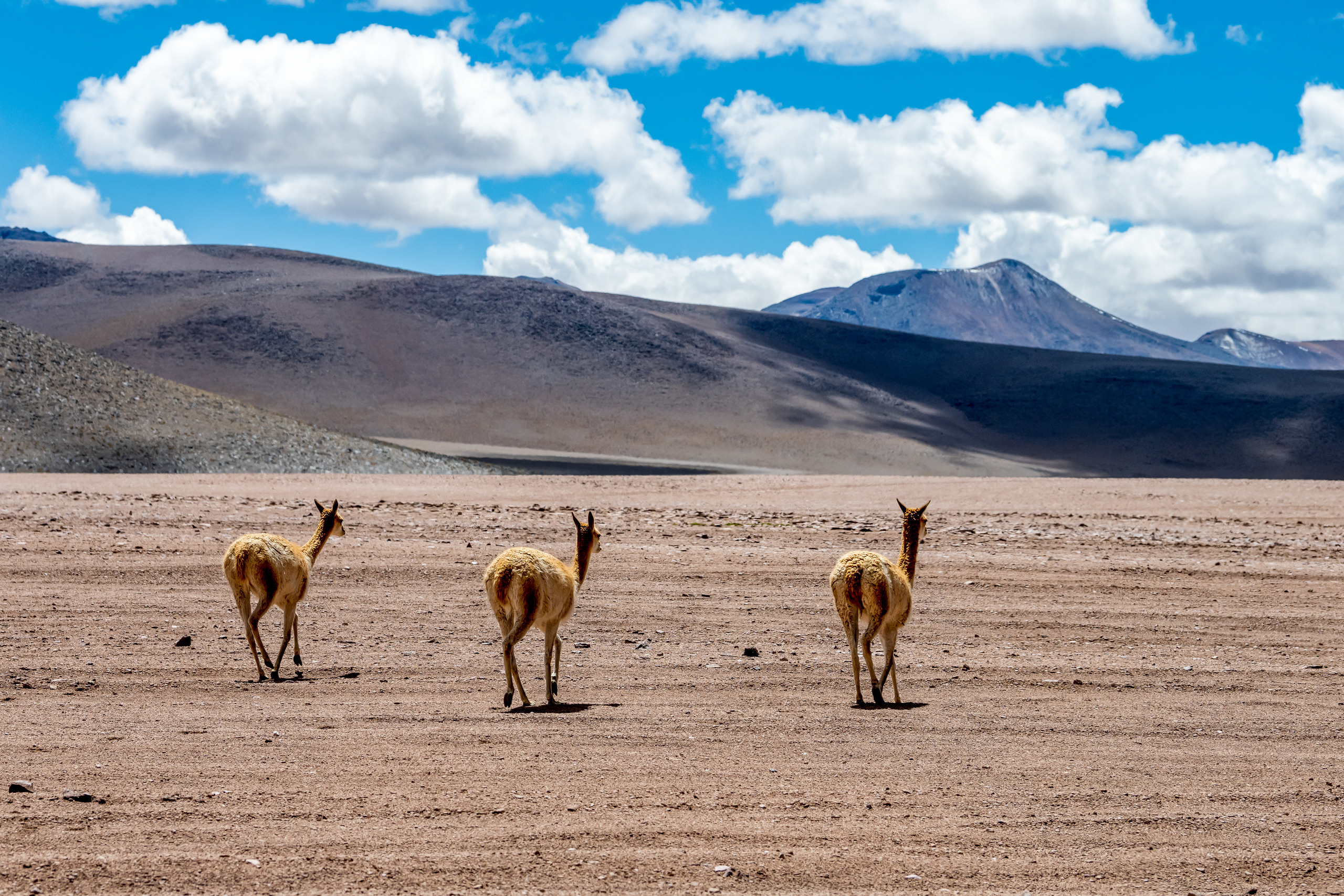 Анды, Альтиплано, Уйуни, Боливия, Пейзаж, Fotozuev, fotozuev, фотограф Зуев Андрей