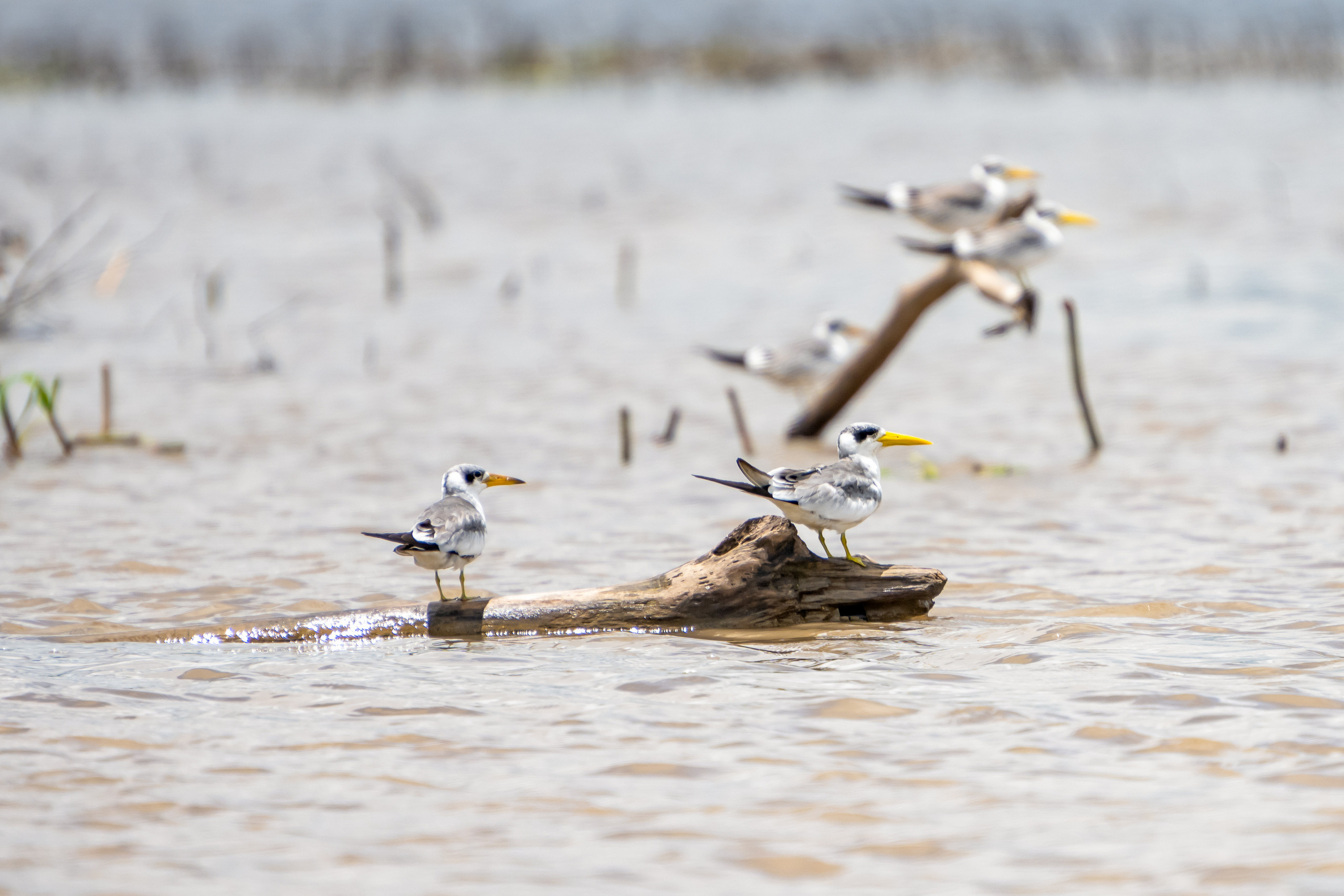 Амазония. Foto-Zuev фотография как искусство