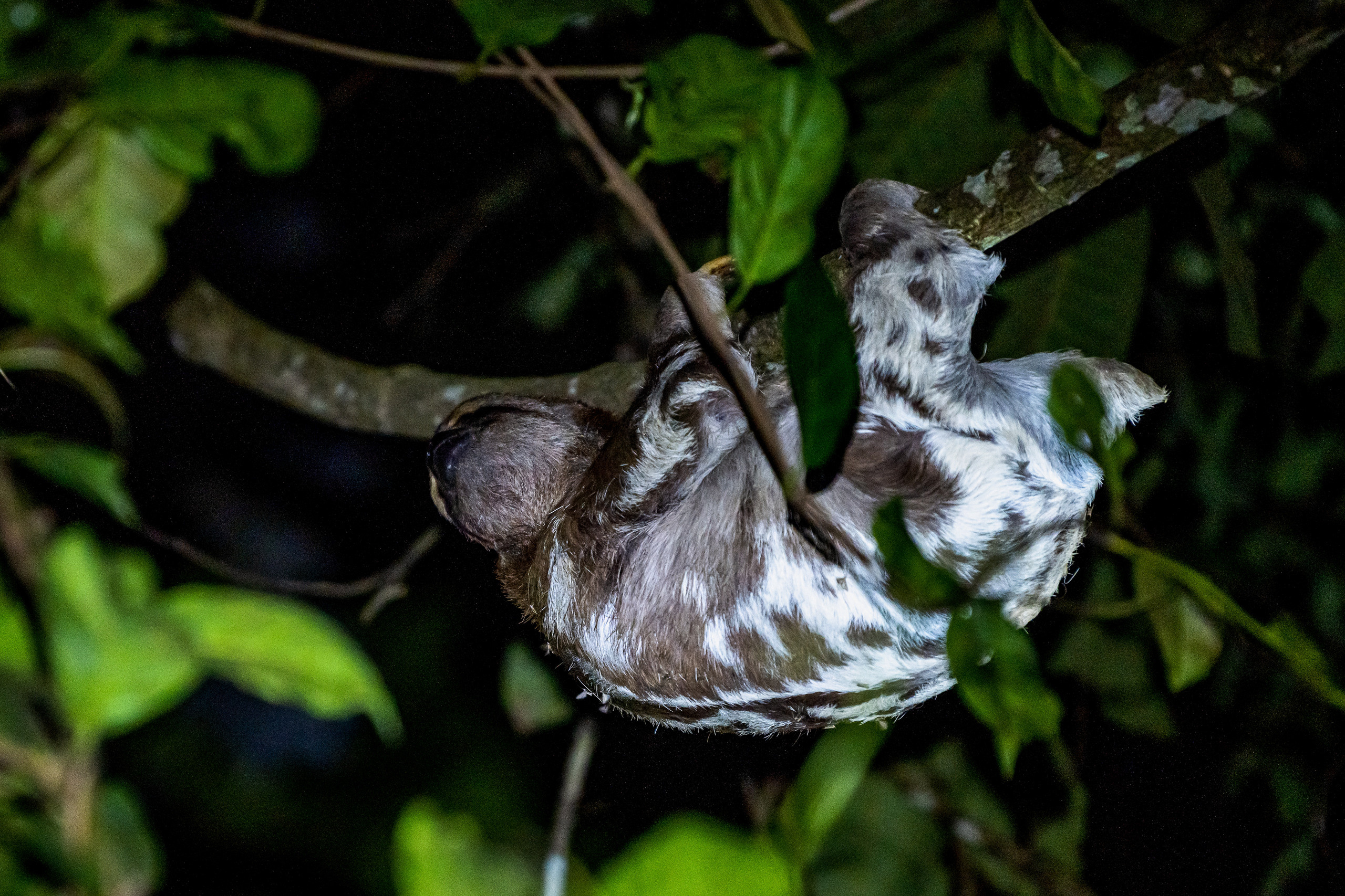 Амазония. Foto-Zuev фотография как искусство