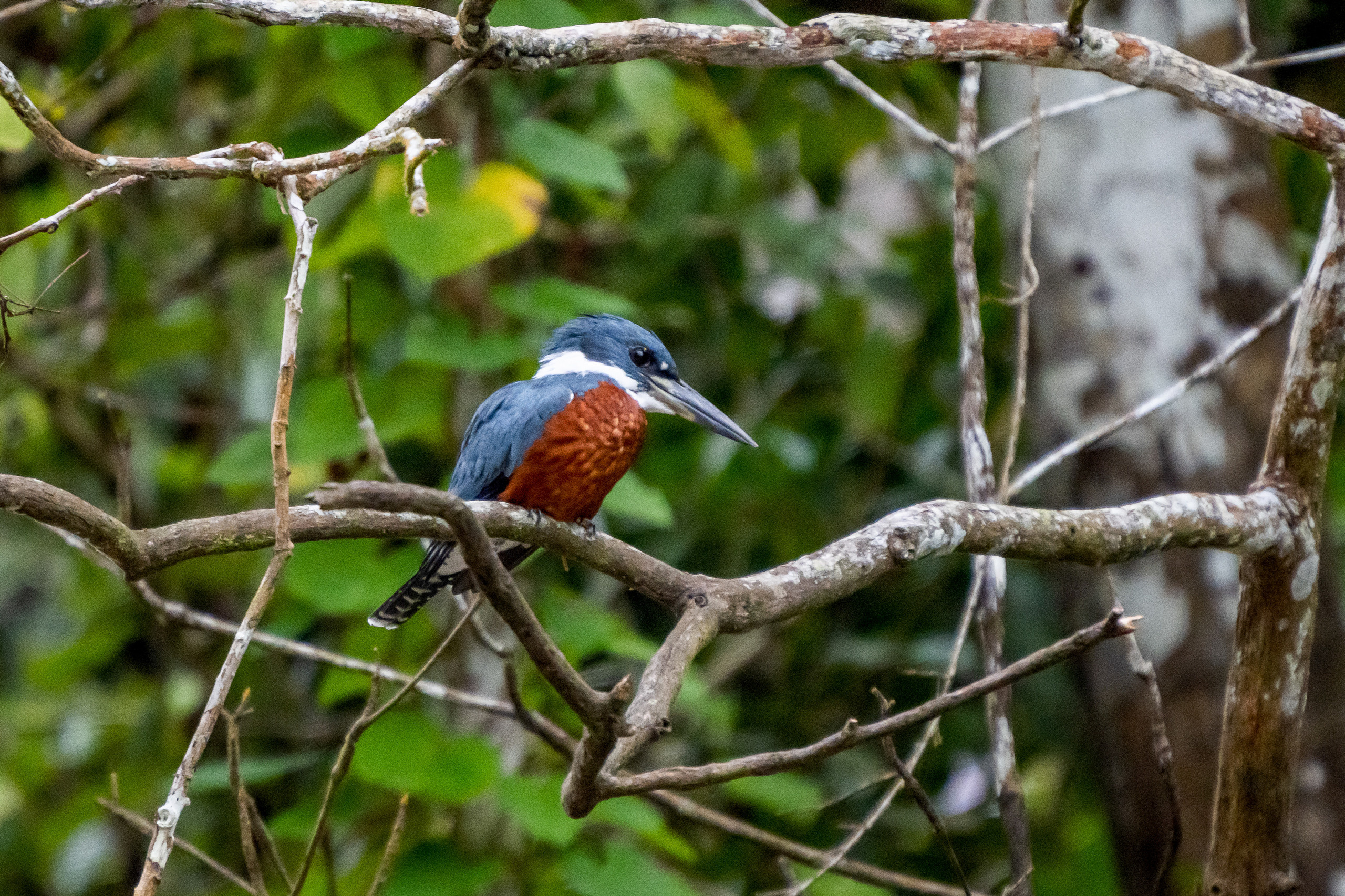 Амазонка, Амазония, Джунгли, Перу, Тропики, Тропический лес, Путешествие в Южную Америку, Путешествие в Перу, Туры на Амазонку