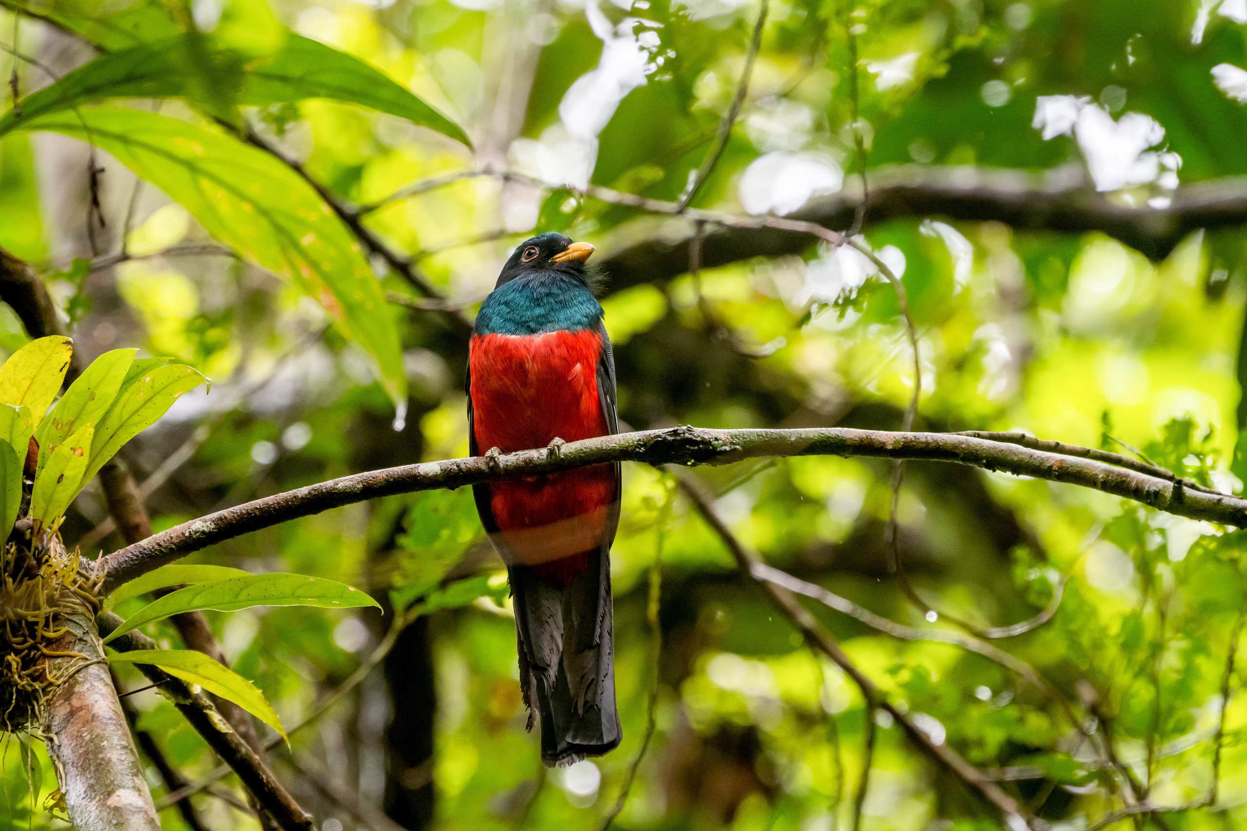 Амазонка, Амазония, Джунгли, Перу, Тропики, Тропический лес, Путешествие в Южную Америку, Путешествие в Перу, Туры на Амазонку