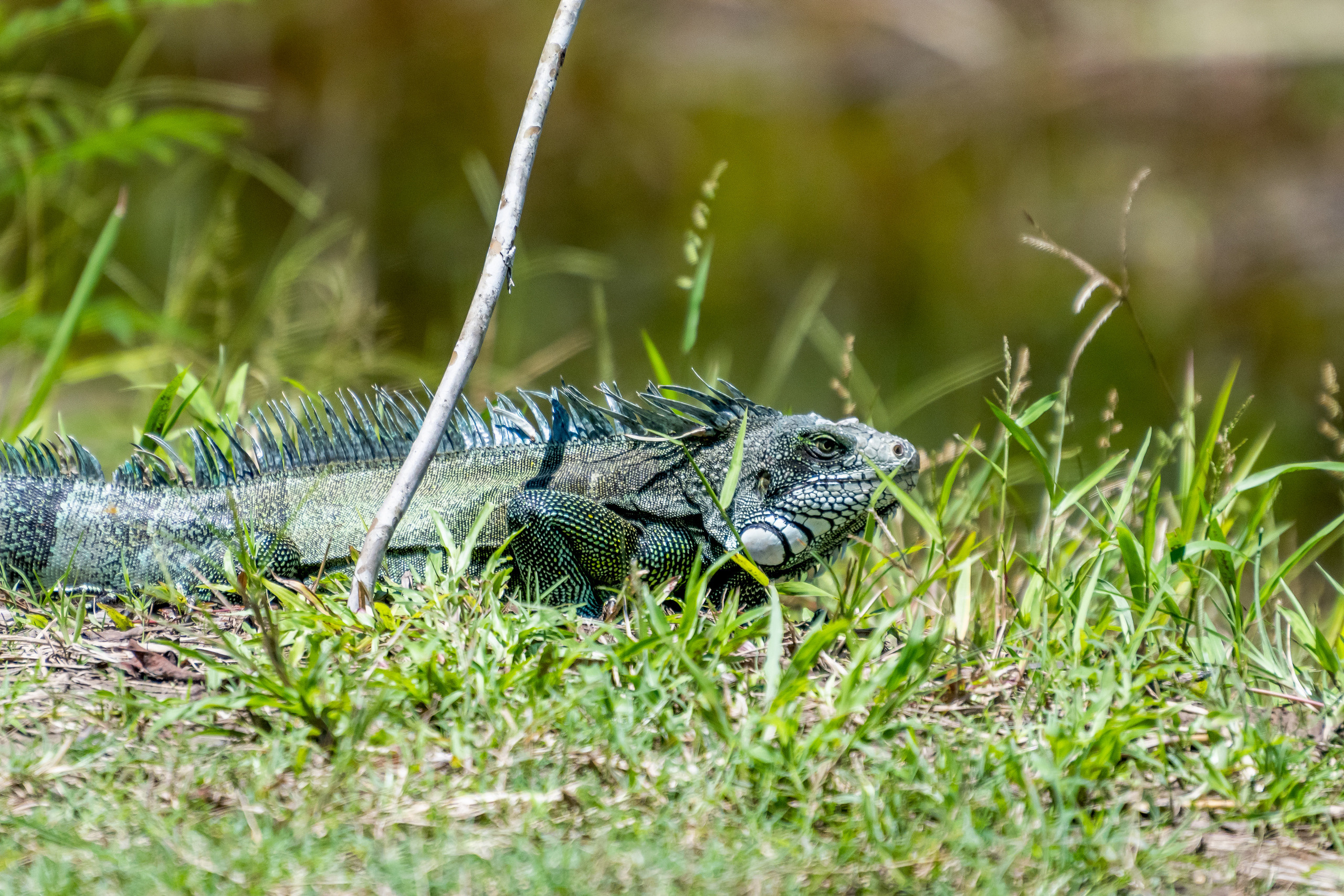 Амазонка, Амазония, Джунгли, Перу, Тропики, Тропический лес, Путешествие в Южную Америку, Путешествие в Перу, Туры на Амазонку