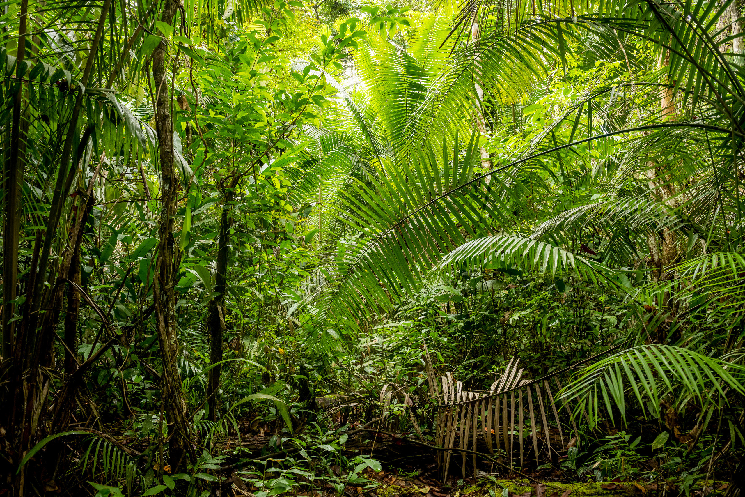 Амазония. Foto-Zuev фотография как искусство