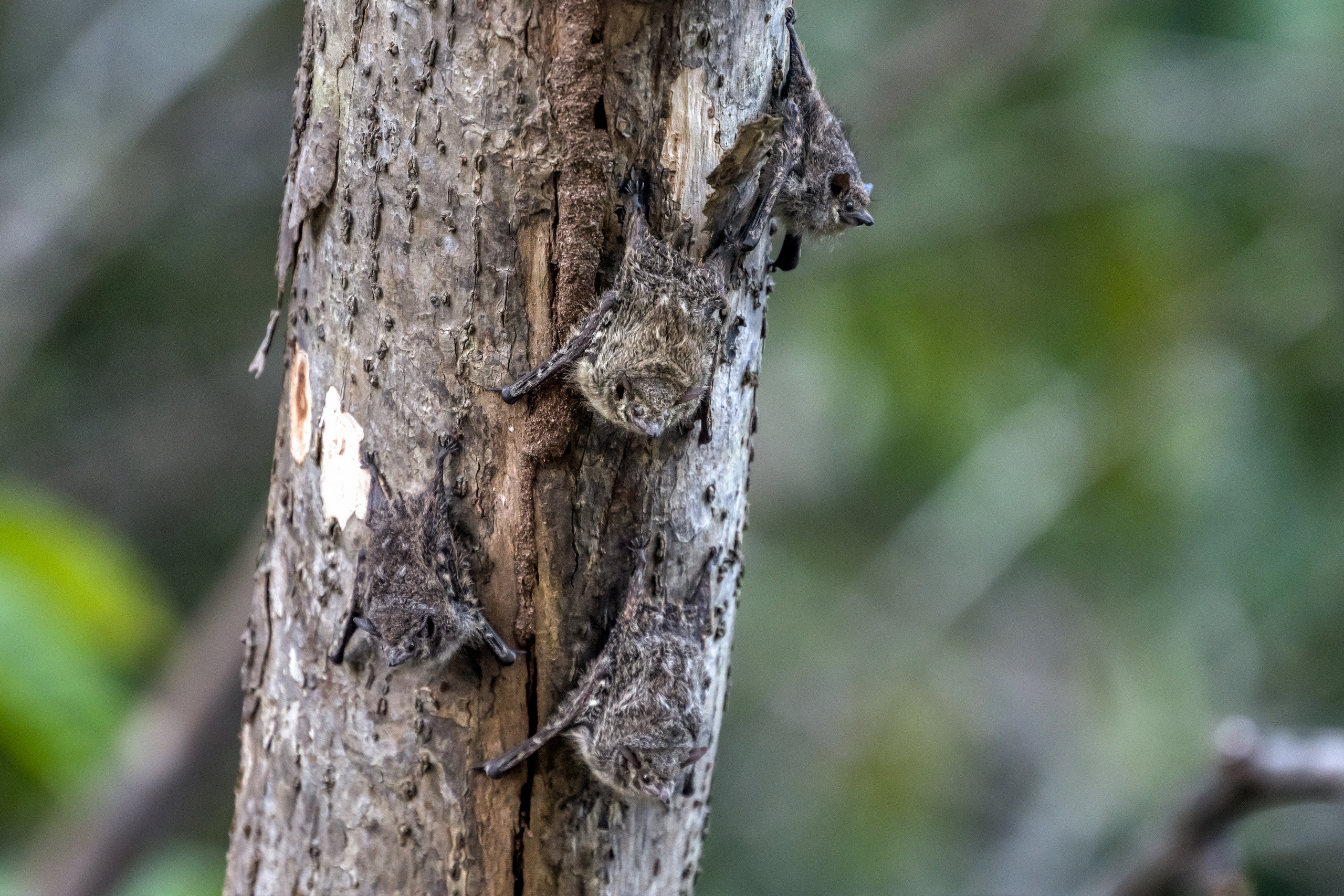 Амазония. Foto-Zuev фотография как искусство