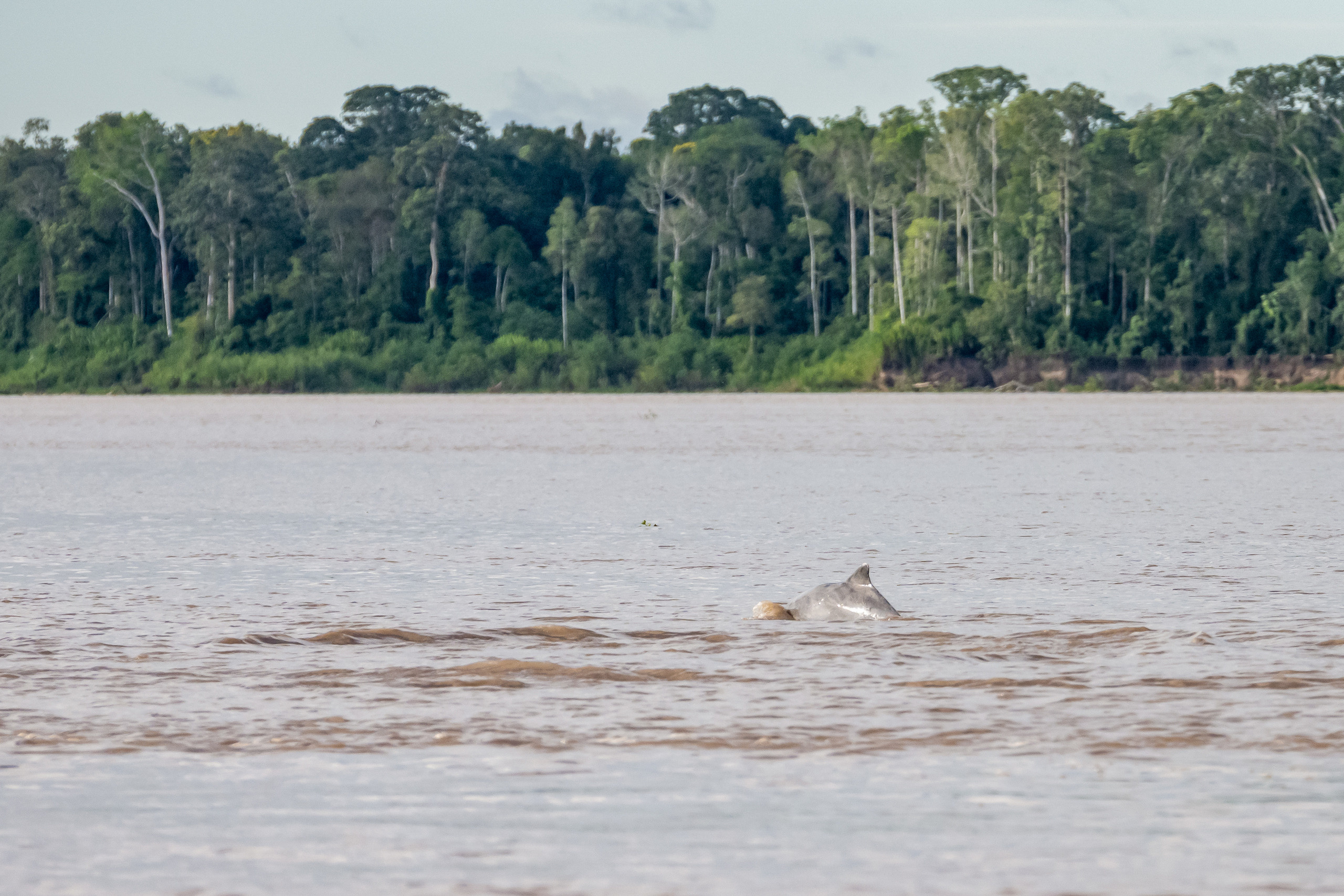Амазония. Foto-Zuev фотография как искусство