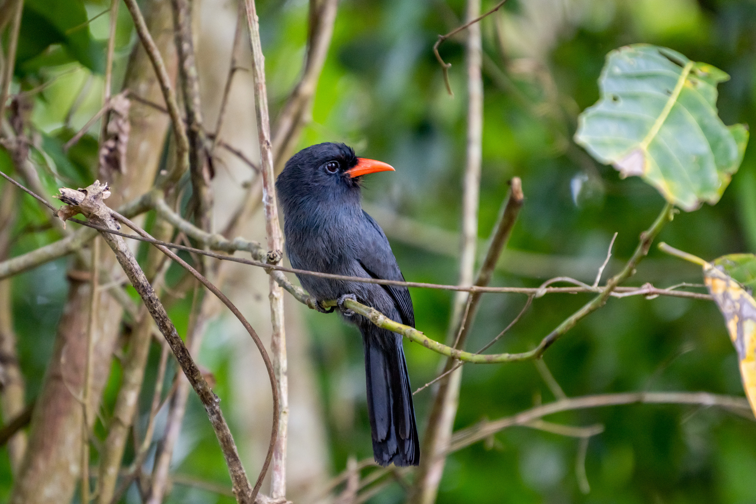 Амазония. Foto-Zuev фотография как искусство