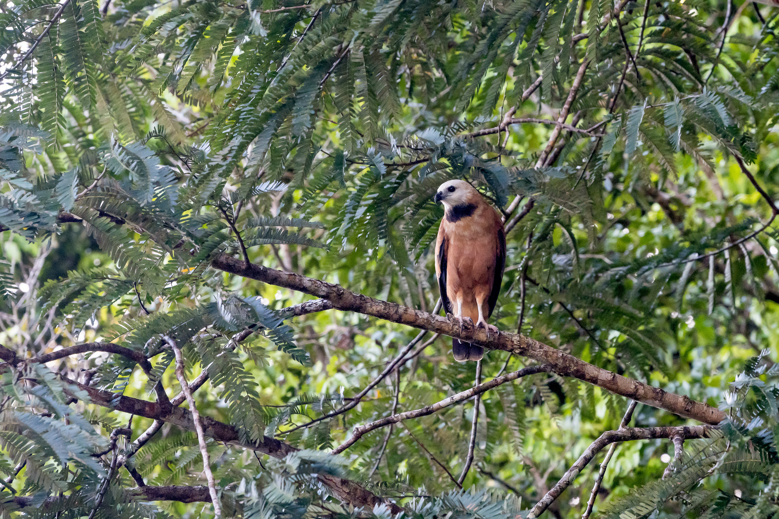 Амазония. Foto-Zuev фотография как искусство