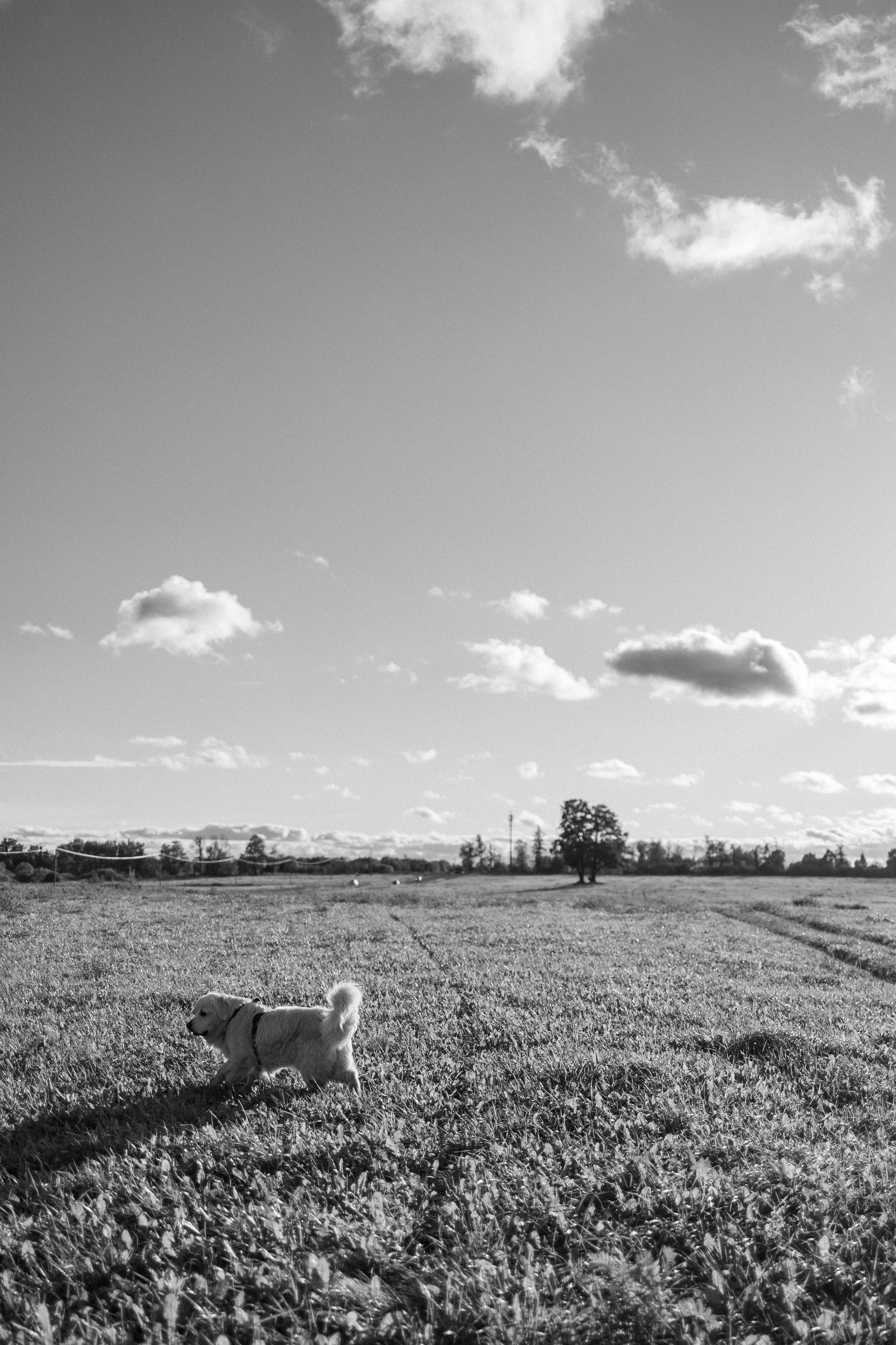 Лера и Скай. Фотограф — Анималист | Санкт-Петербург