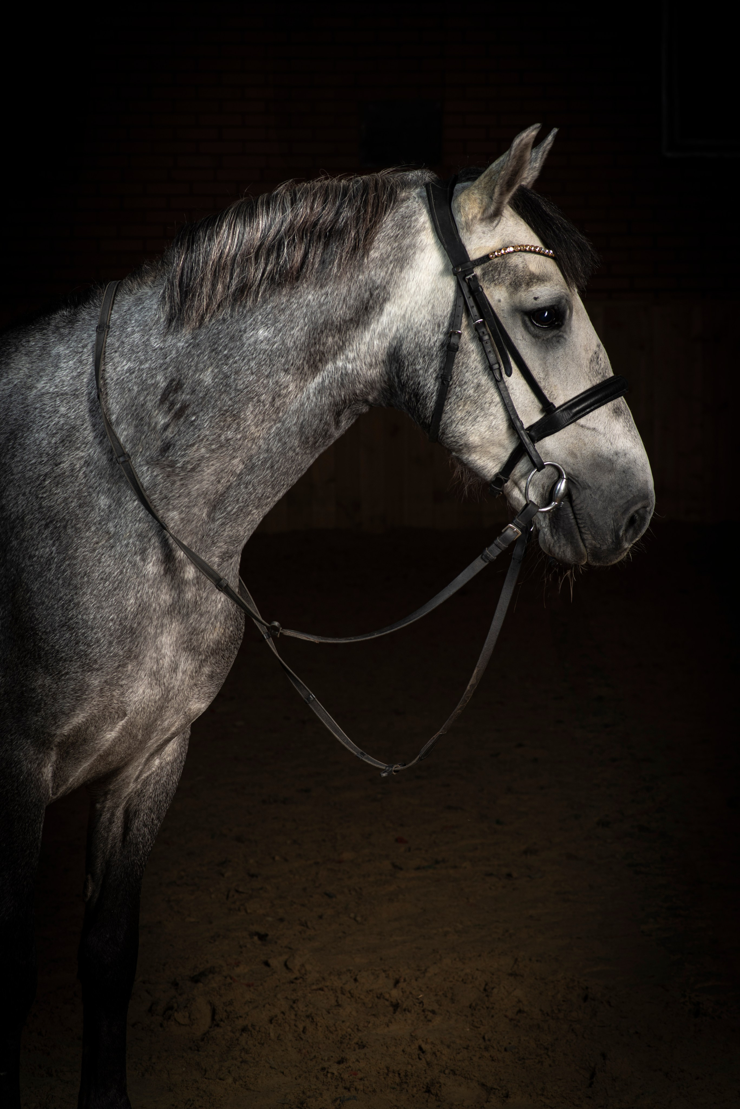 Фотосессия с животными в  Ростов-на-Дону