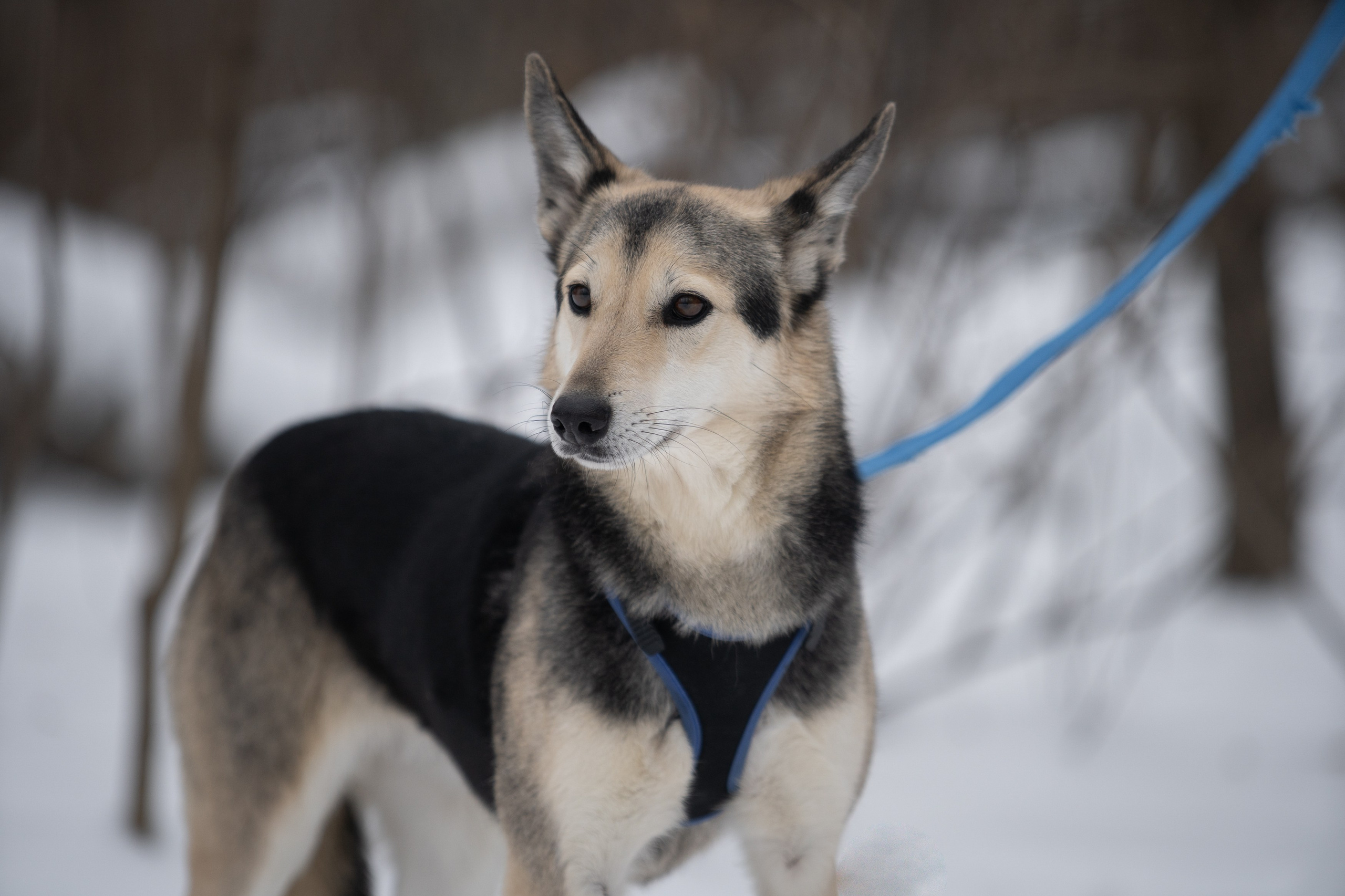 Анималистика. Фотограф в Москве — Георгий Чернышов
