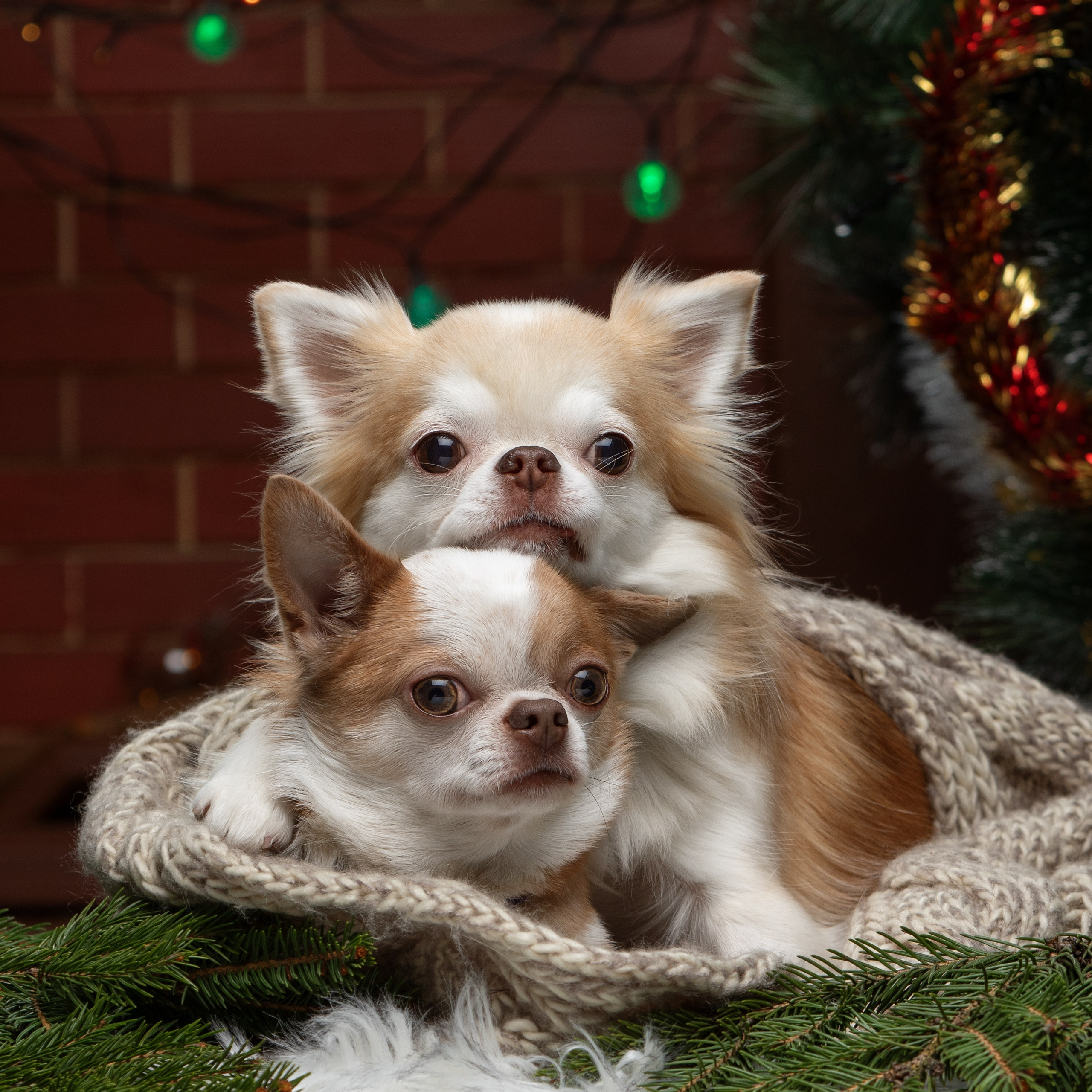 Фотограф-анималист Юлия Зубкова