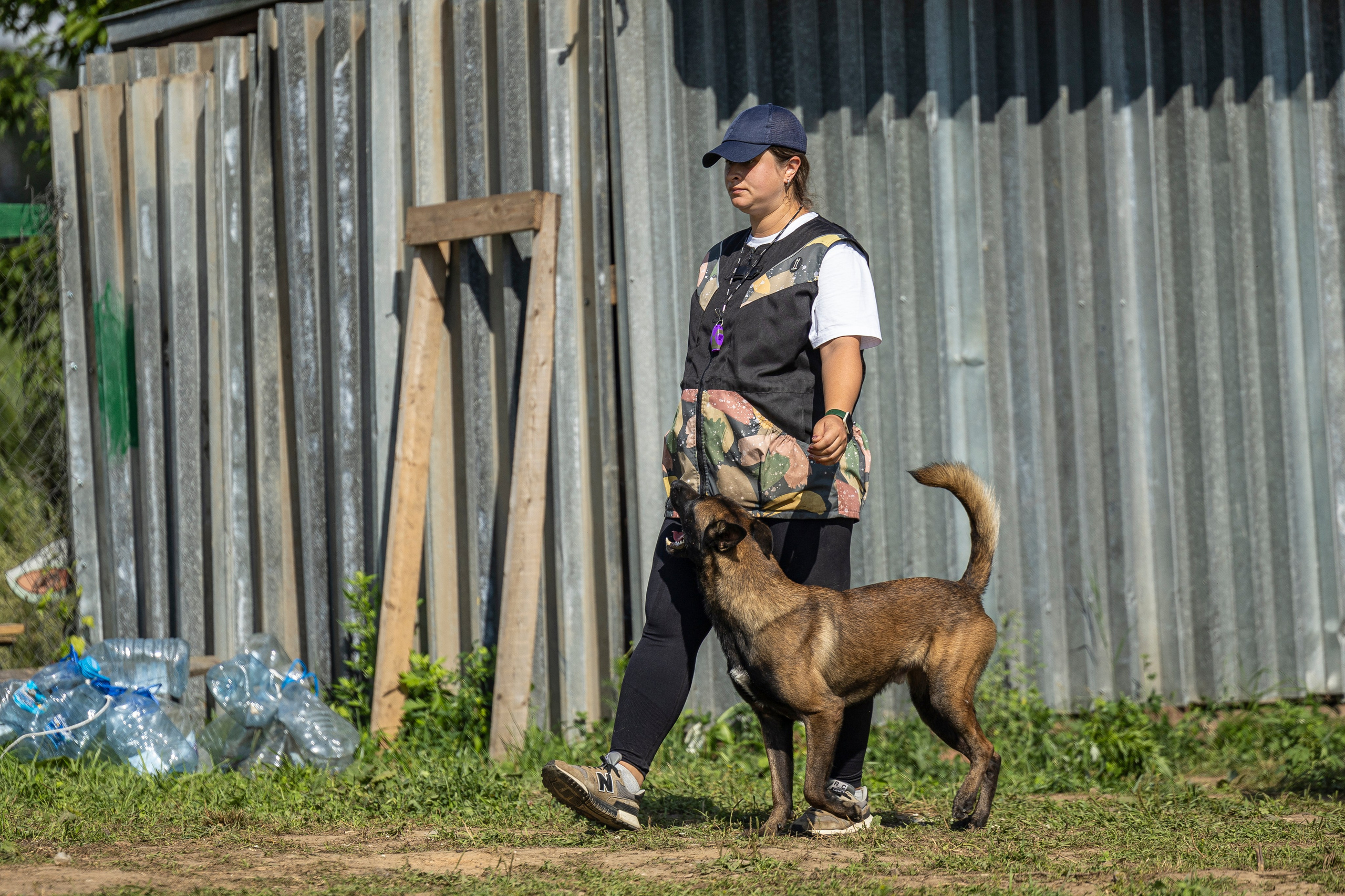 Соревнования по Мондьорингу г. Вологда 10-11.08.2024. Фотограф-анималист Анна Маринич