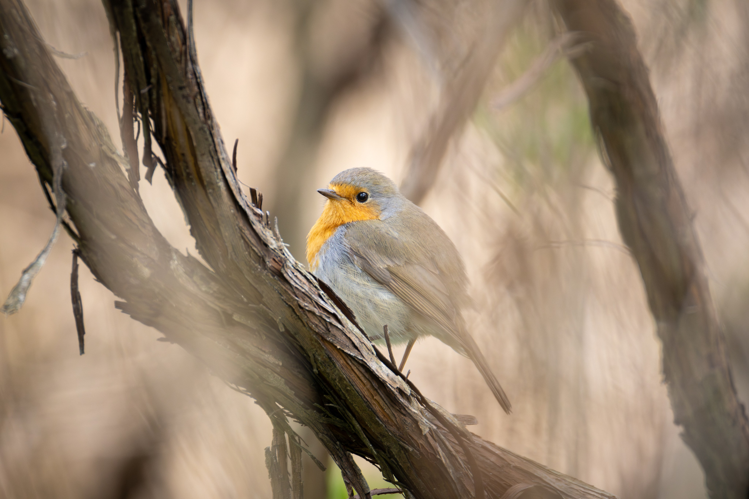 Voronezh 2025. Anton Chernov | Wildlife photographer