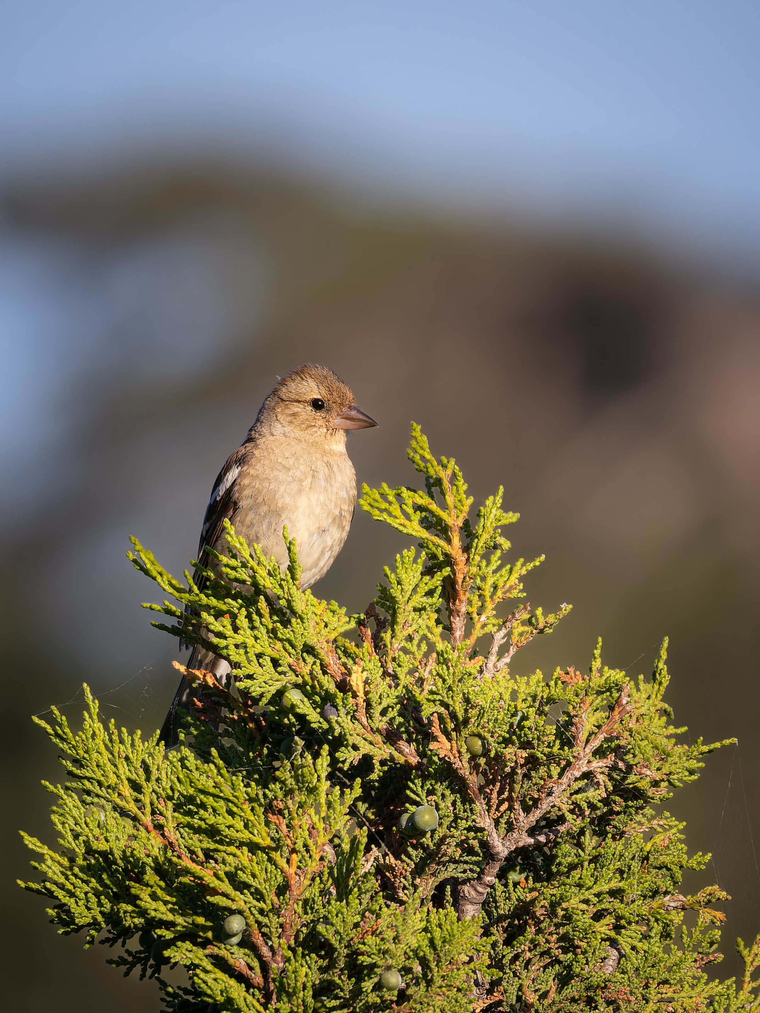 Cyprus 2023. Anton Chernov | Wildlife photographer