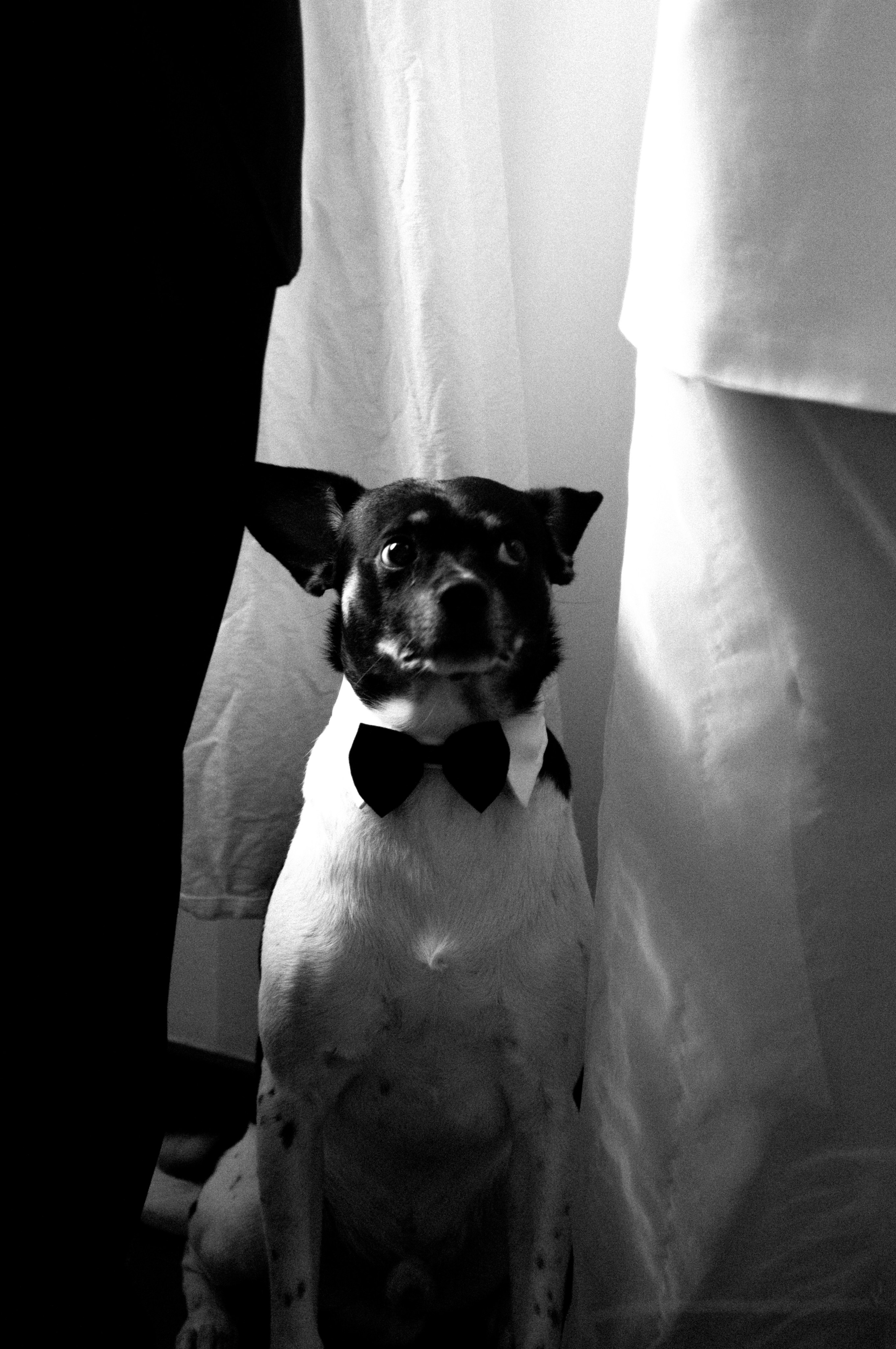 Свадьбы. Фотограф, Москва, Lifestyle фотография