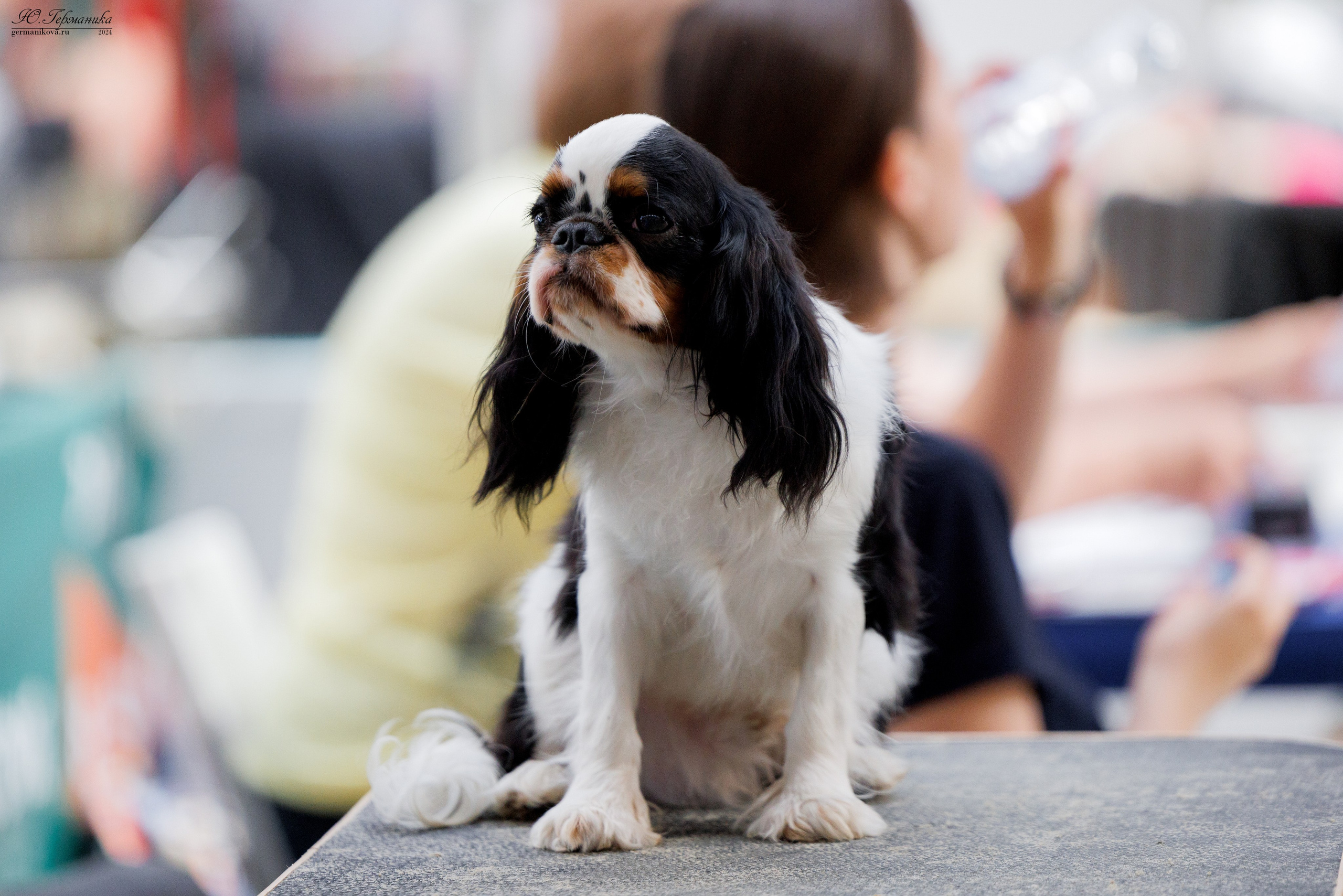 РОССИЯ 8-9.06.2024. Фотограф-анималист Юлия Германика