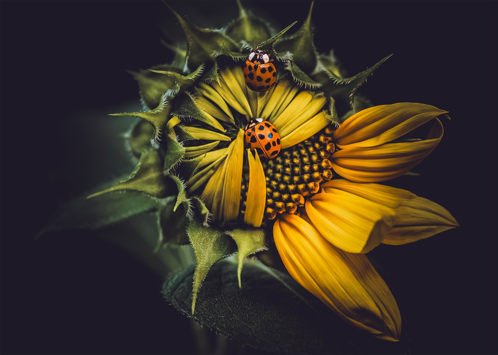 WILDLIFE IN THE GARDEN. Eirene G |  Photoartist | Flowers from my garden