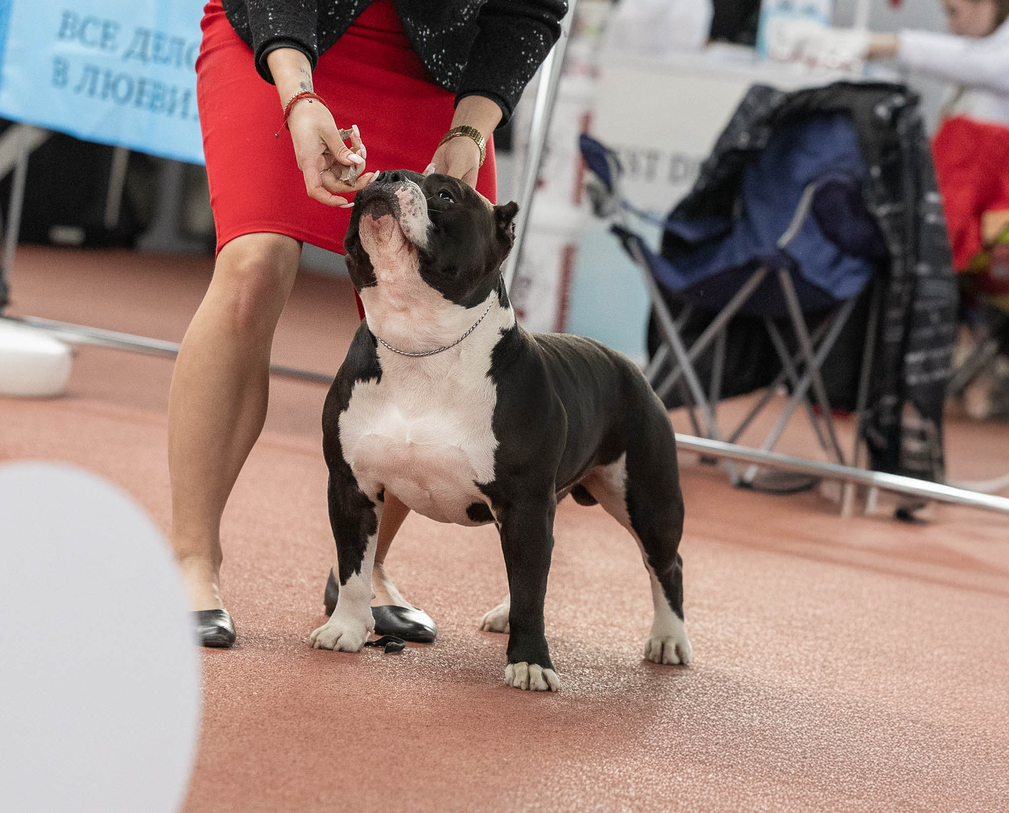 IDBC. Виктория Михайловская. Фотограф-анималист. Москва