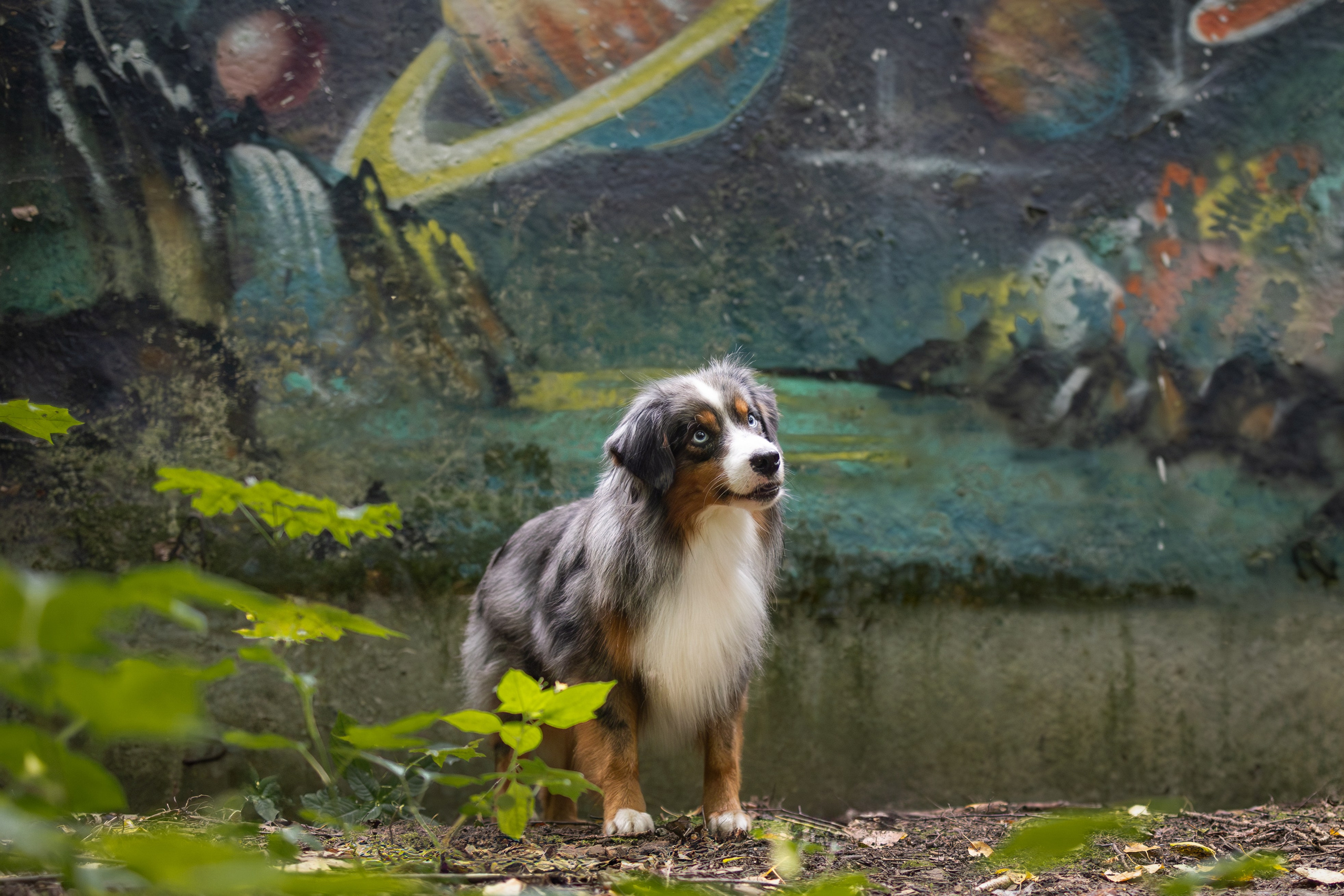 Макс и Сезам. Виктория Михайловская. Фотограф-анималист. Москва