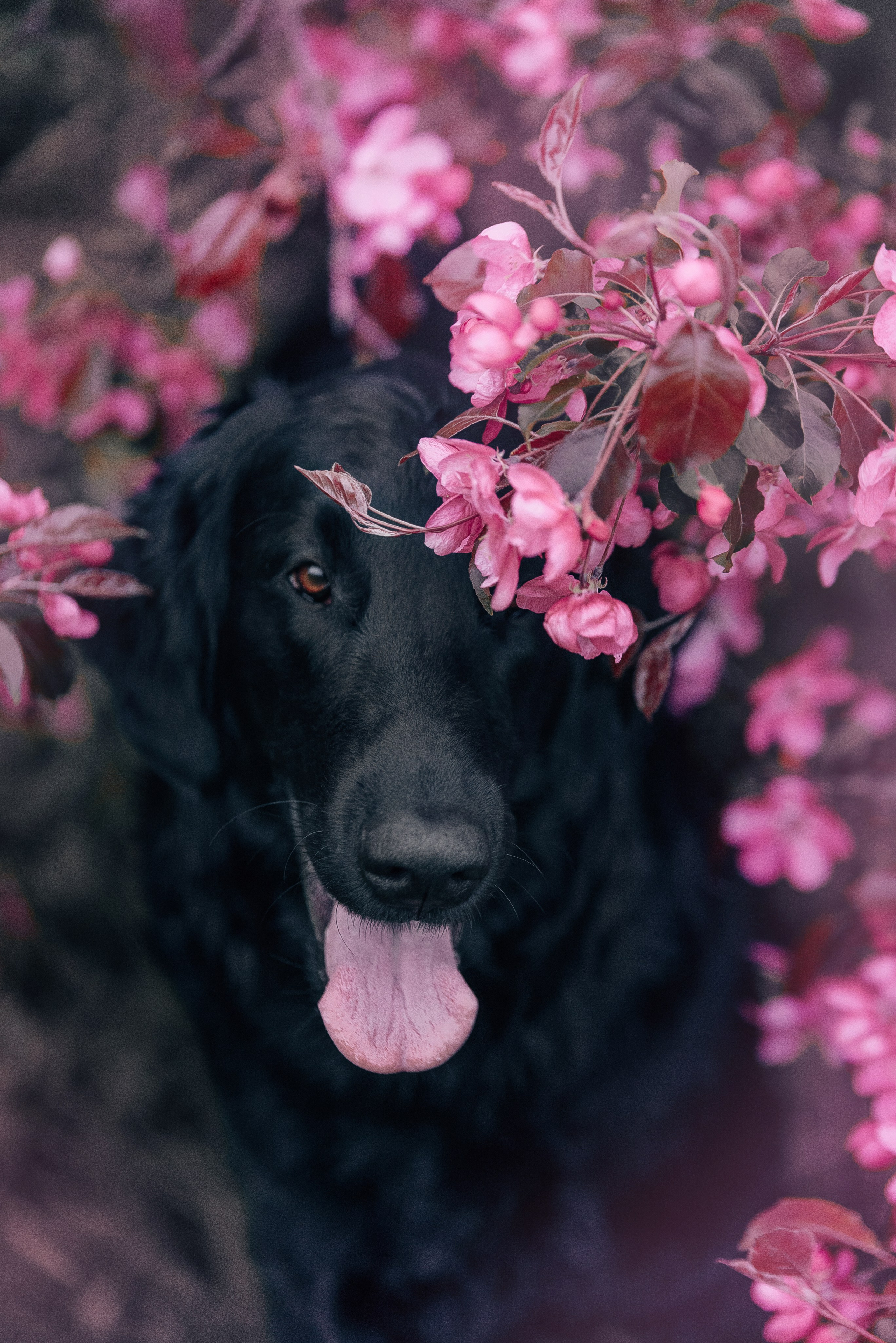 Питомец в кадре. Фотограф-анималист Анастасия Парфенова|Екатеринбург