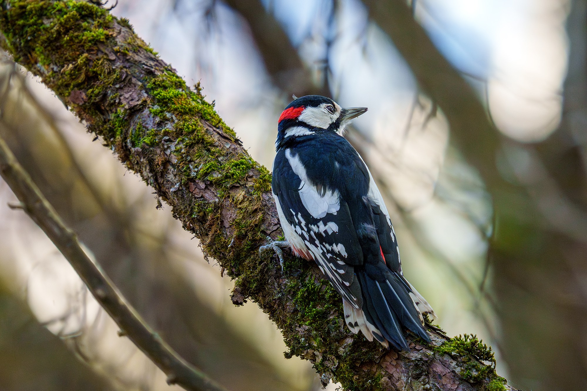Удивительные мир птиц. Вокруг нас столько прекрасного — присмотритесь!. Ваш личный фотограф Марина Волкова